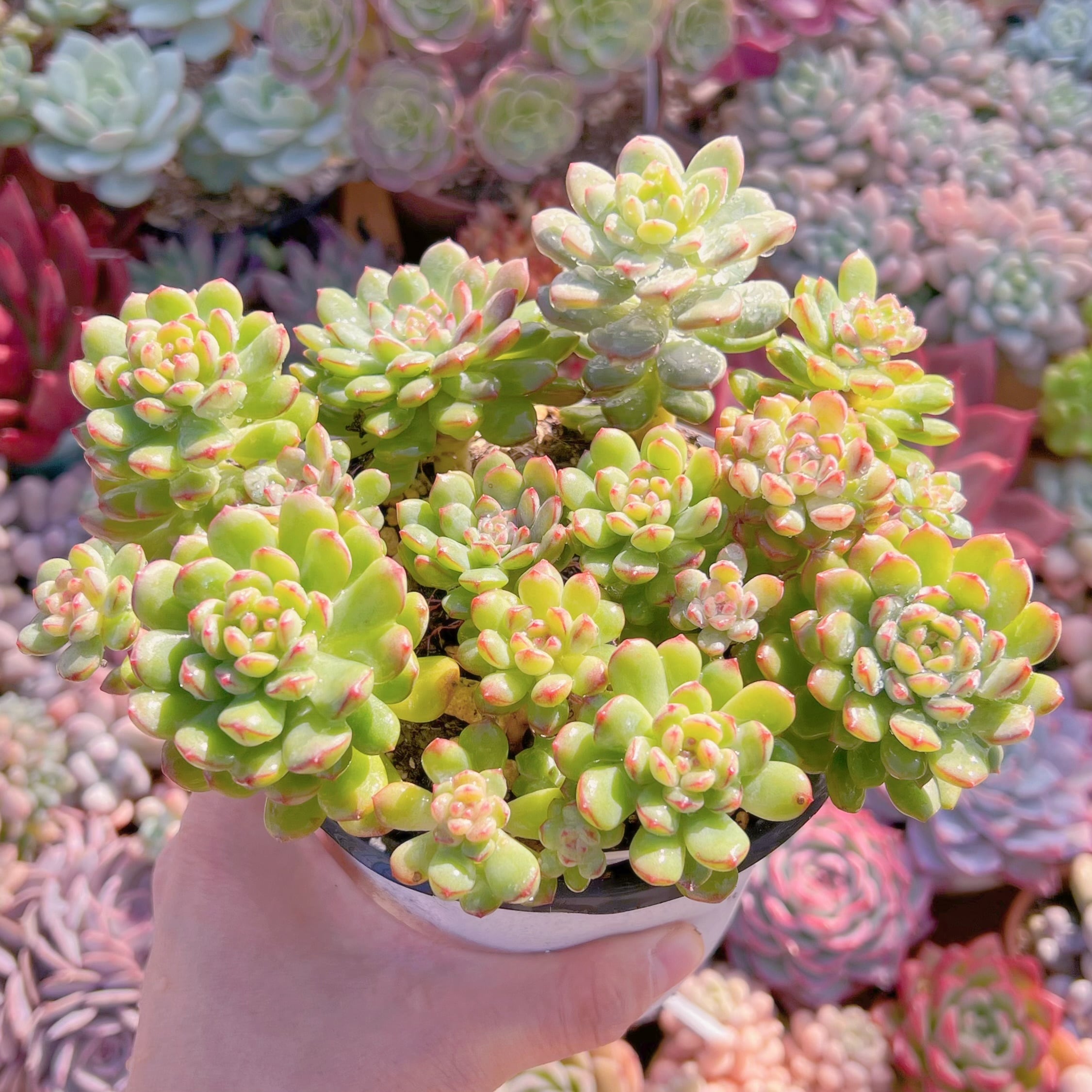 現品　王妃美尼晃#614    大群生　新入荷