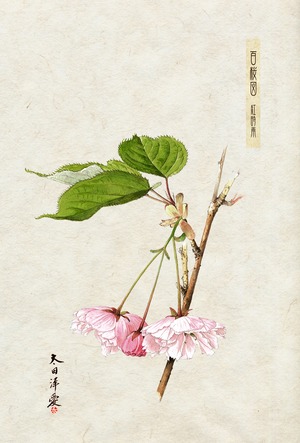 百桜図　　ポストカード　　48種類　セット