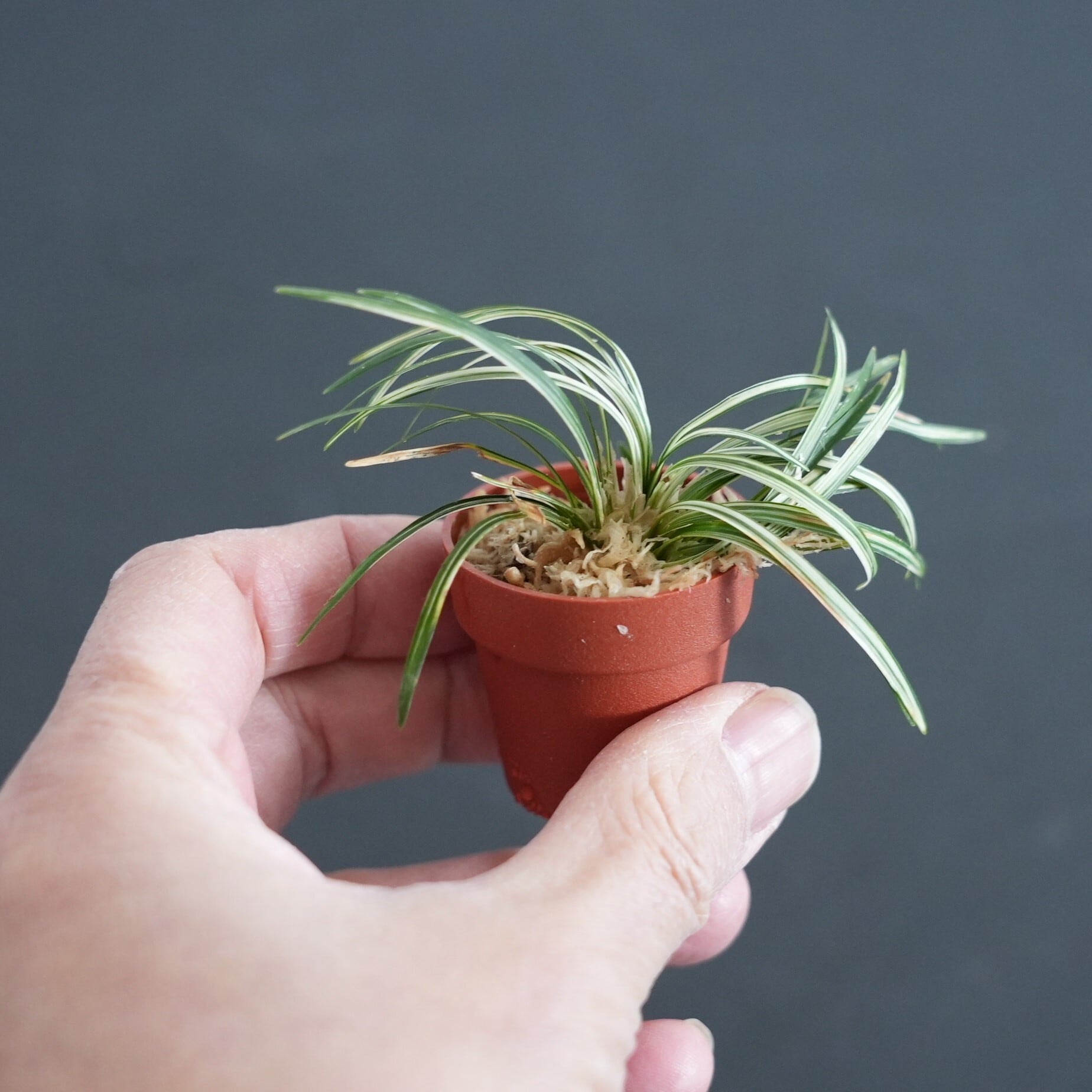 斑入りタマリュウ Ophiopogon japonicus 苔テラリウム作製用素材 | 苔