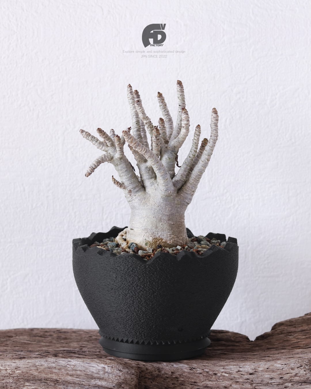 まとめ買い】アガベ 多肉植物 プランター 六角形 育成鉢 通気性 Adv