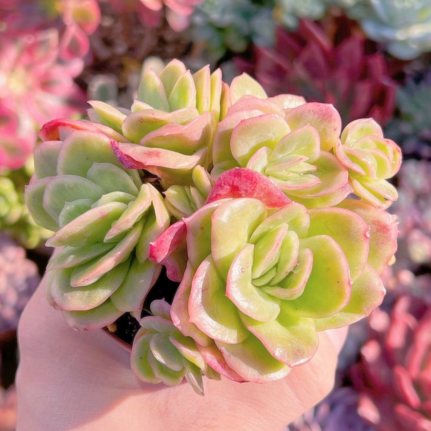 多肉植物 アイスラブリーローズ錦 群生 新入荷 るる農園 | るる 多肉植物 アイスラブリーローズ錦 群生 新入荷 るる農園 | るる
