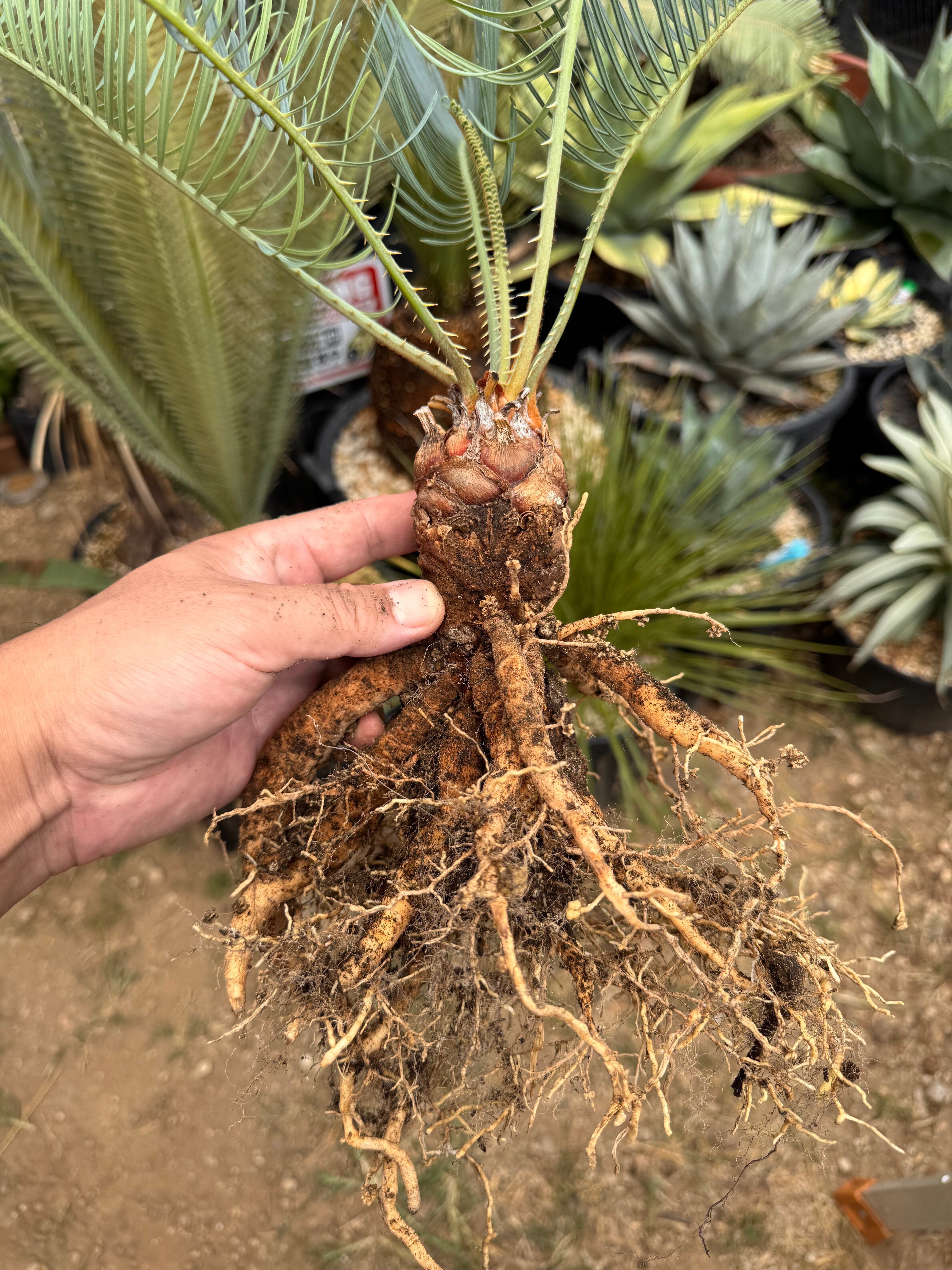 特大　サイカスカイルンシアナ　ドライガーデン　絶滅危惧種　ソテツ　シルバーリーフ Cycas cairnsiana サイカスカイルンシアナ | +81aqua.plants