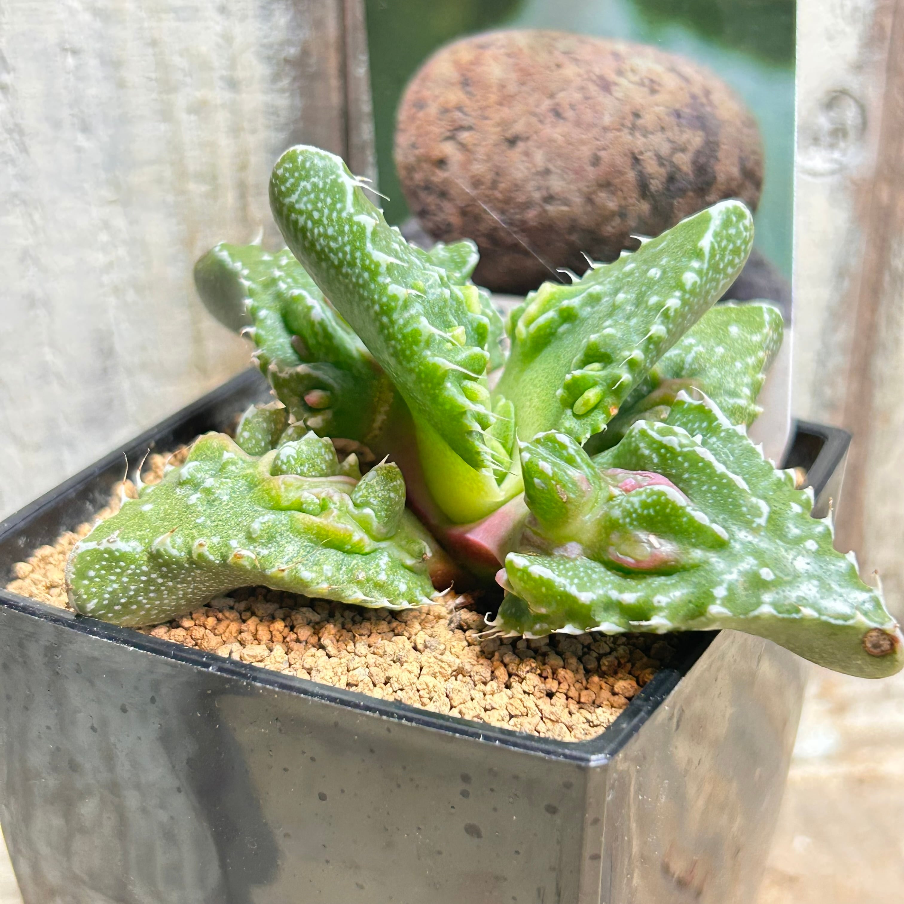 RuPo 多肉植物専門店