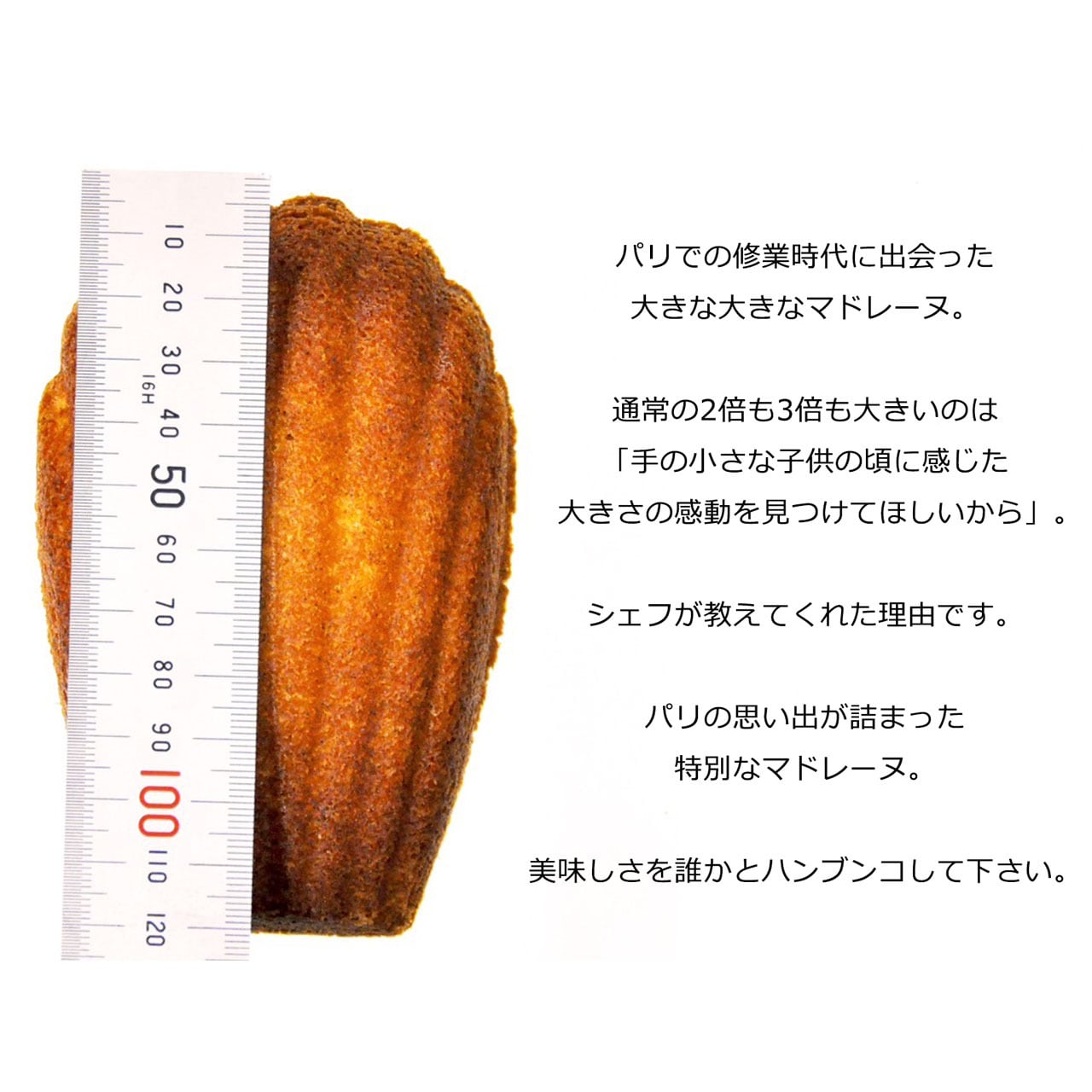 マドレーヌ【ハンブンコ】 8個入 | アイスケーキや焼き菓子のお