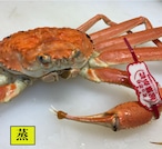 山陰冬の味覚の王者＜松葉ガニ＞雄/中サイズ/600g～800ｇ【吟醸蒸し】【冷蔵】