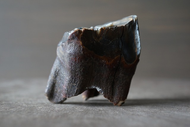 ウマの歯化石 Tooth Fossil 1020