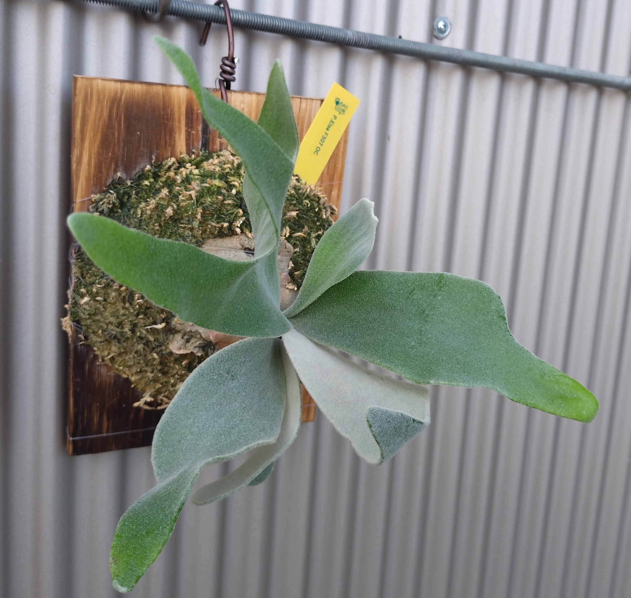 P.Elsa エルサ F307 original pup