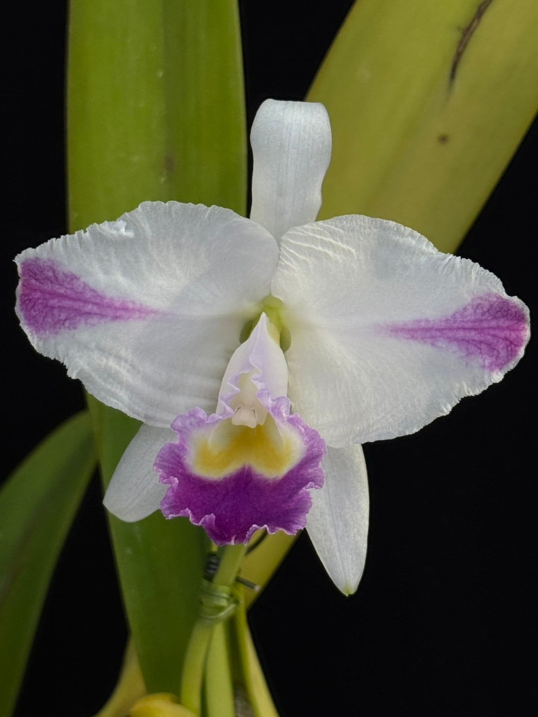 カトレア原種 | ワカヤマオーキッド