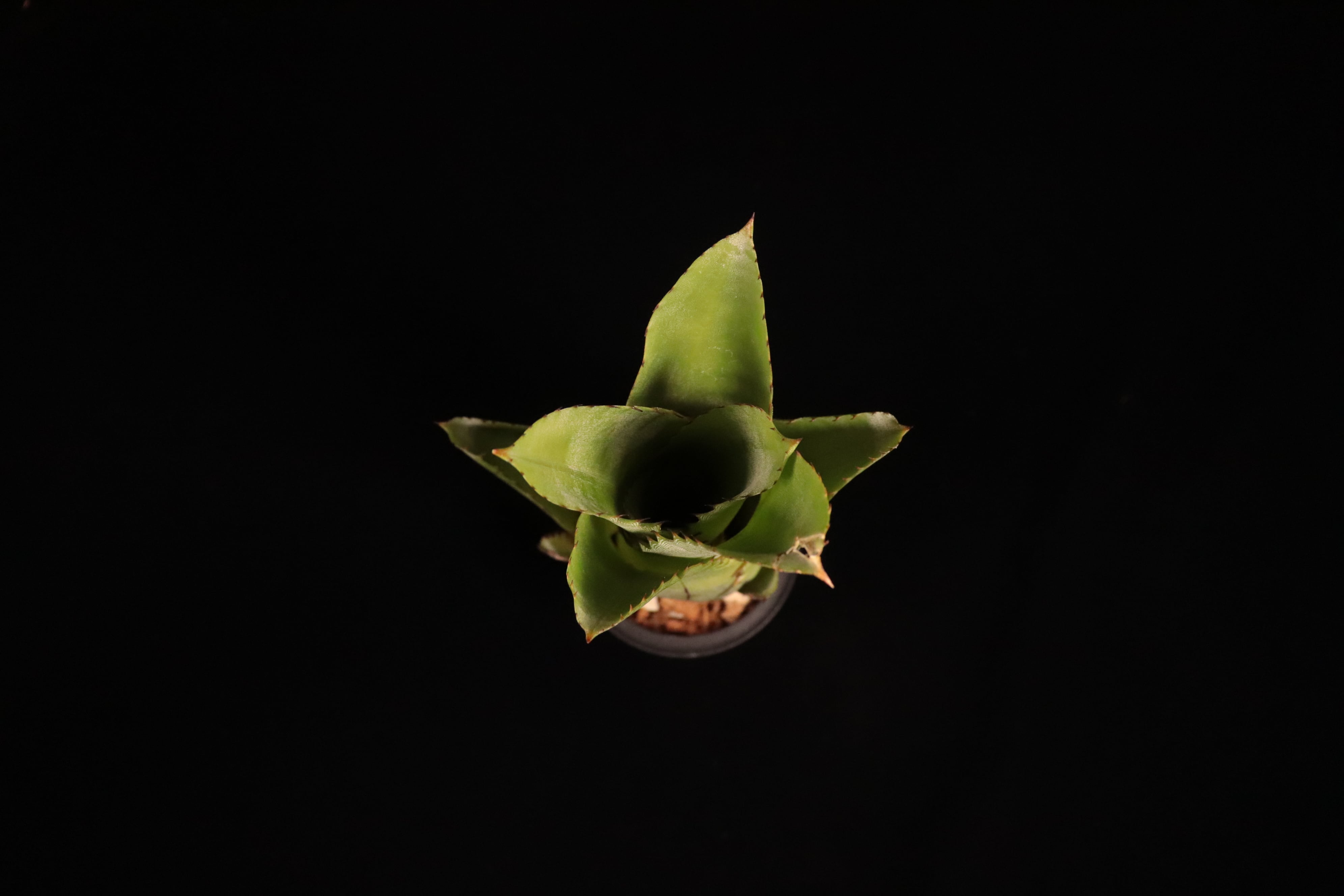 【抜苗】Hohenbergia catingae ホヘンベルギア 抜苗】Hohenbergia catingae ホヘンベルギア 抜苗】Hohenbergia