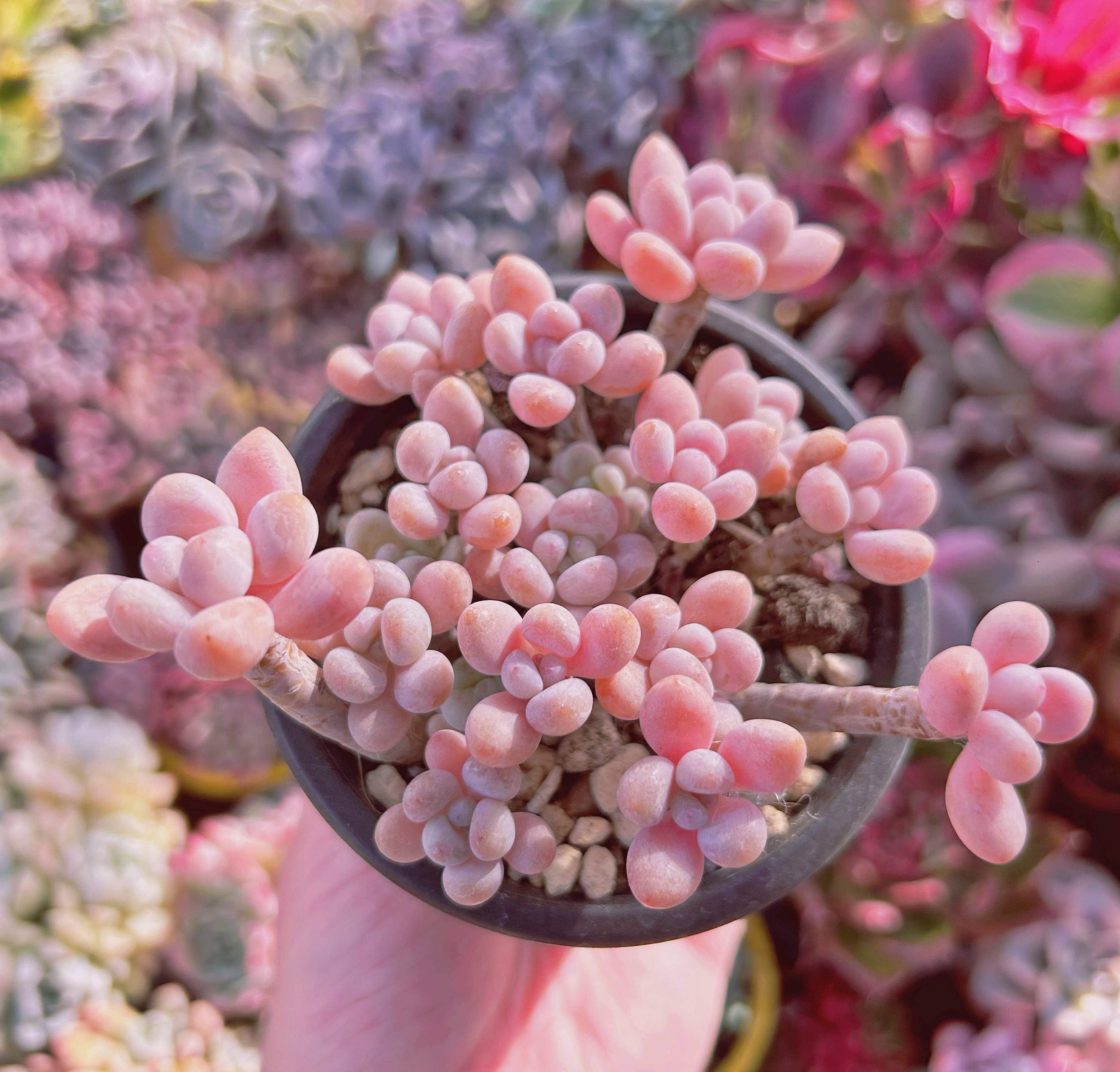 #268現物　多肉植物　ストロベリーミルク　