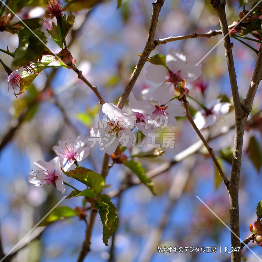 きれいな葉桜 【F_247】 beautiful leaf cherry blossoms