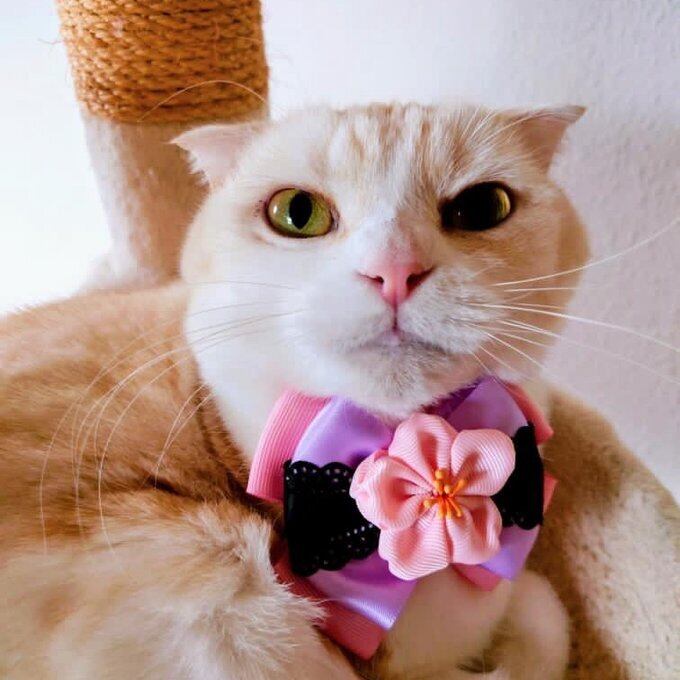 犬猫チョーカー プチサイズ ふわふわフラワー リボン 犬用 猫用 数量