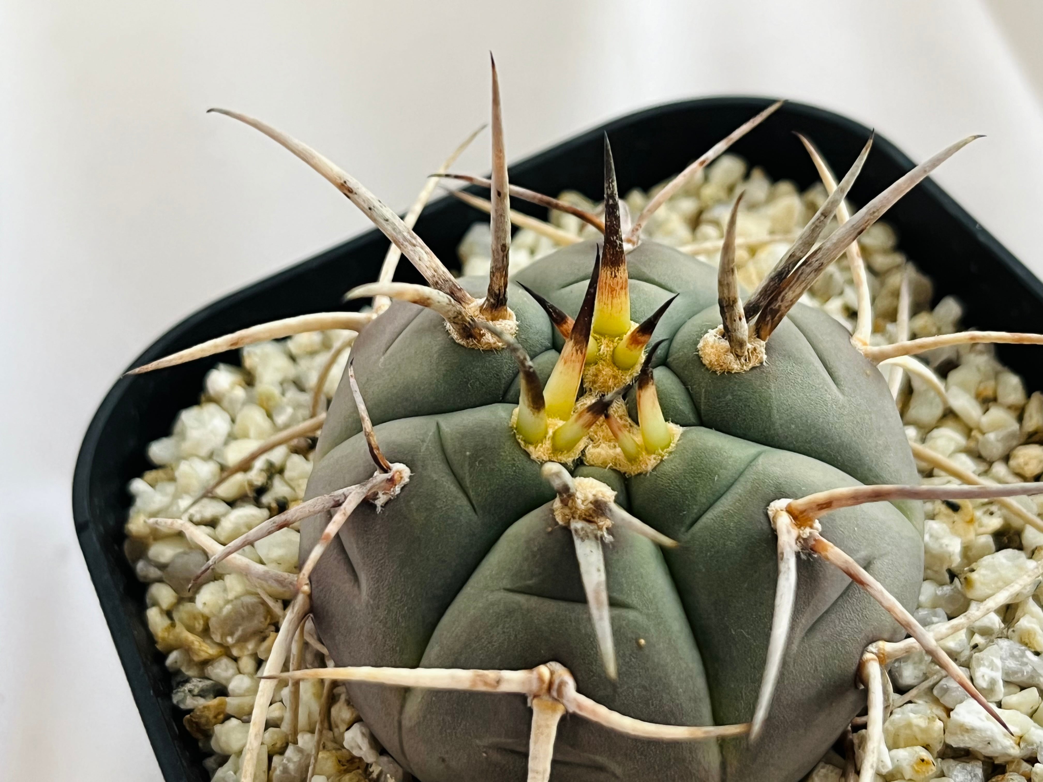 Gymnocalycium cardenasianum ギムノカリキウム 光琳玉 サボテン