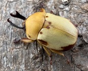 《カツラクワガタコガネ 20mm ♂♀♀トリオ》