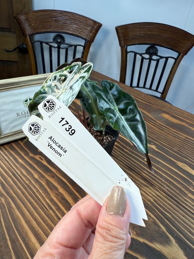 ★1739 【希少種】アロカシア　ヴェノム（2.5号ロング硬質ポット）※送料無料（一部除く）