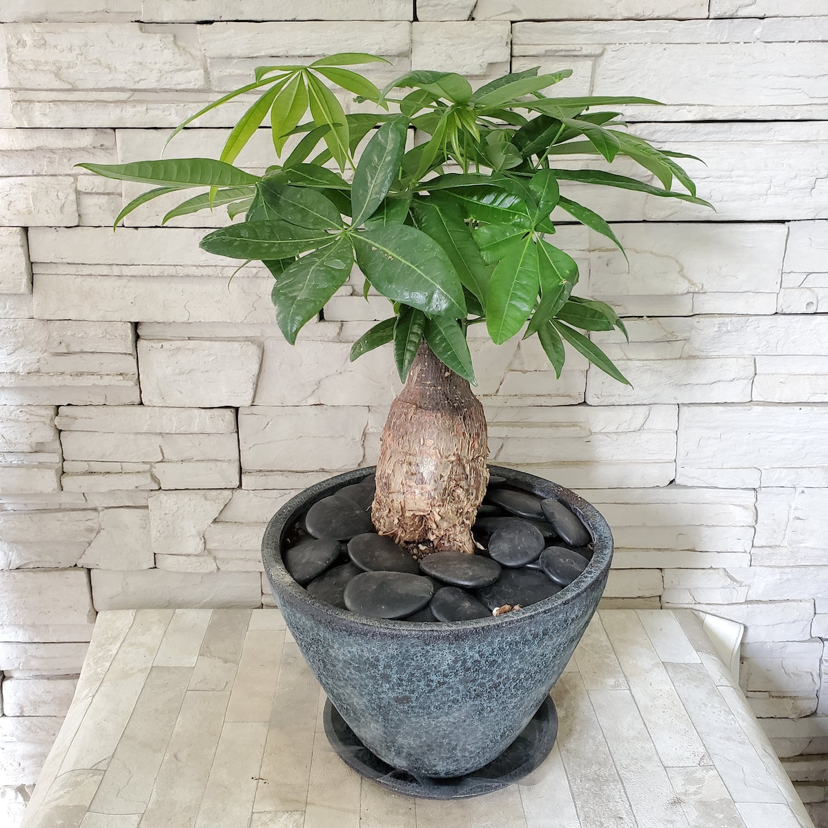 【観葉植物】パキラ鉢植え | 橋本種苗園