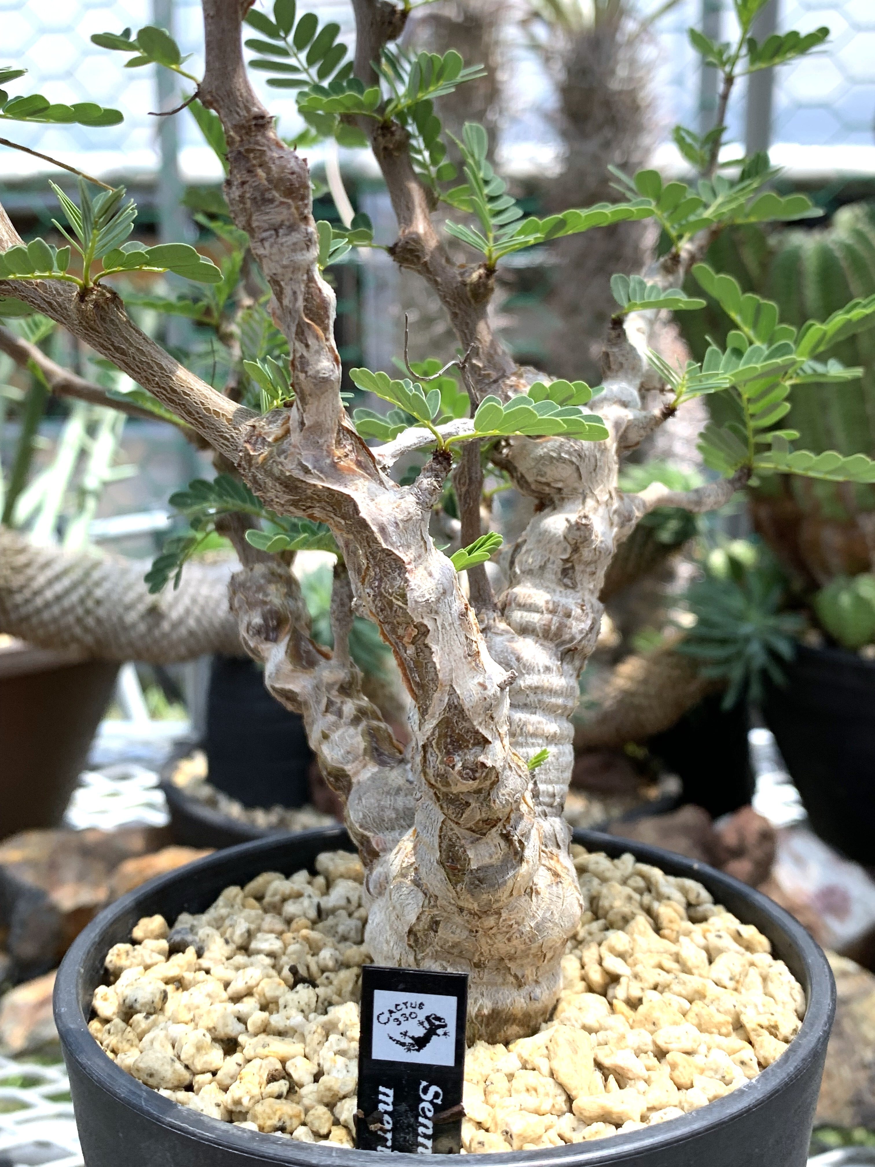 センナ メリディオナリス 29【送料着払い】 | CACTUS330