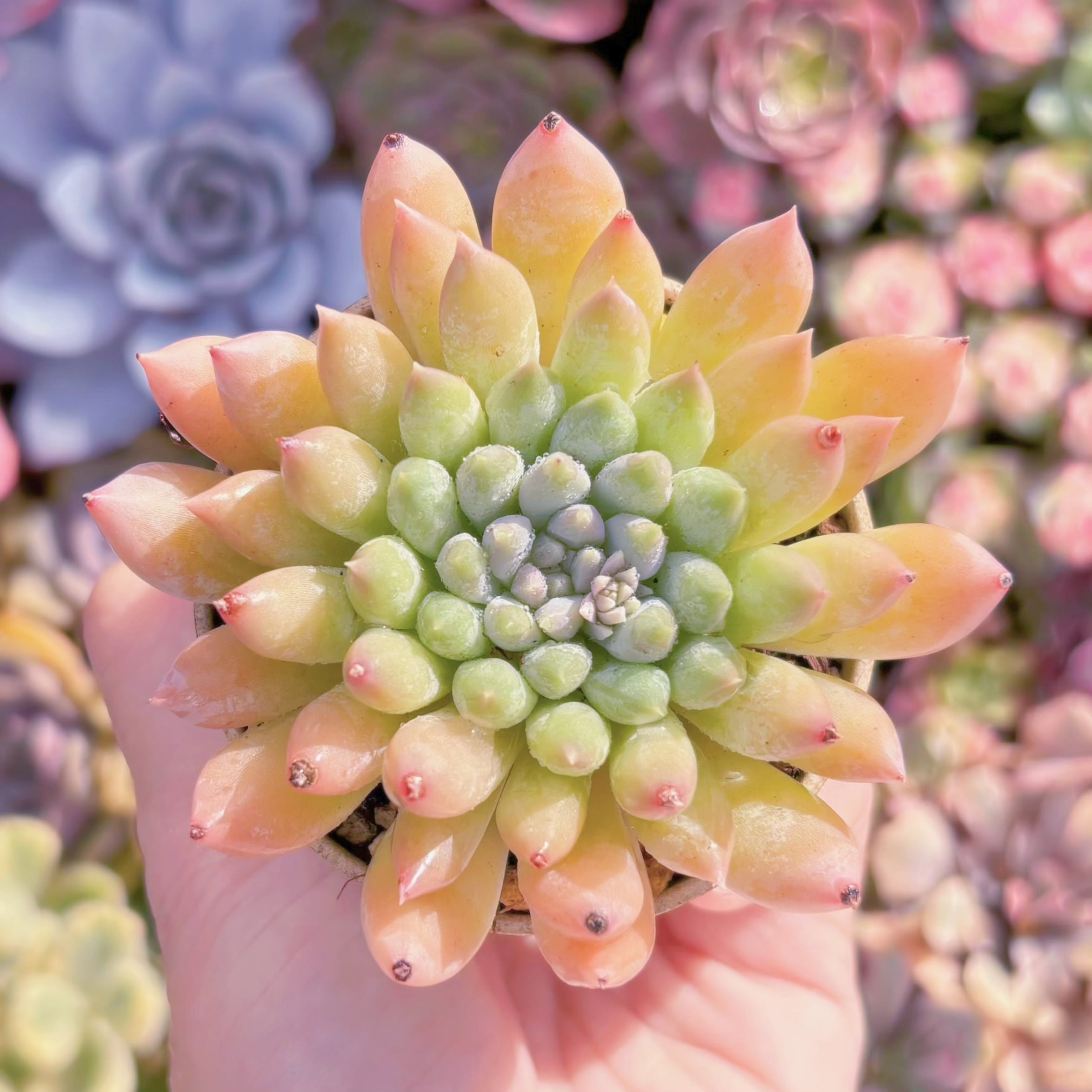 現品　宵桃（よいもも）#C18　在庫僅少　るる農園