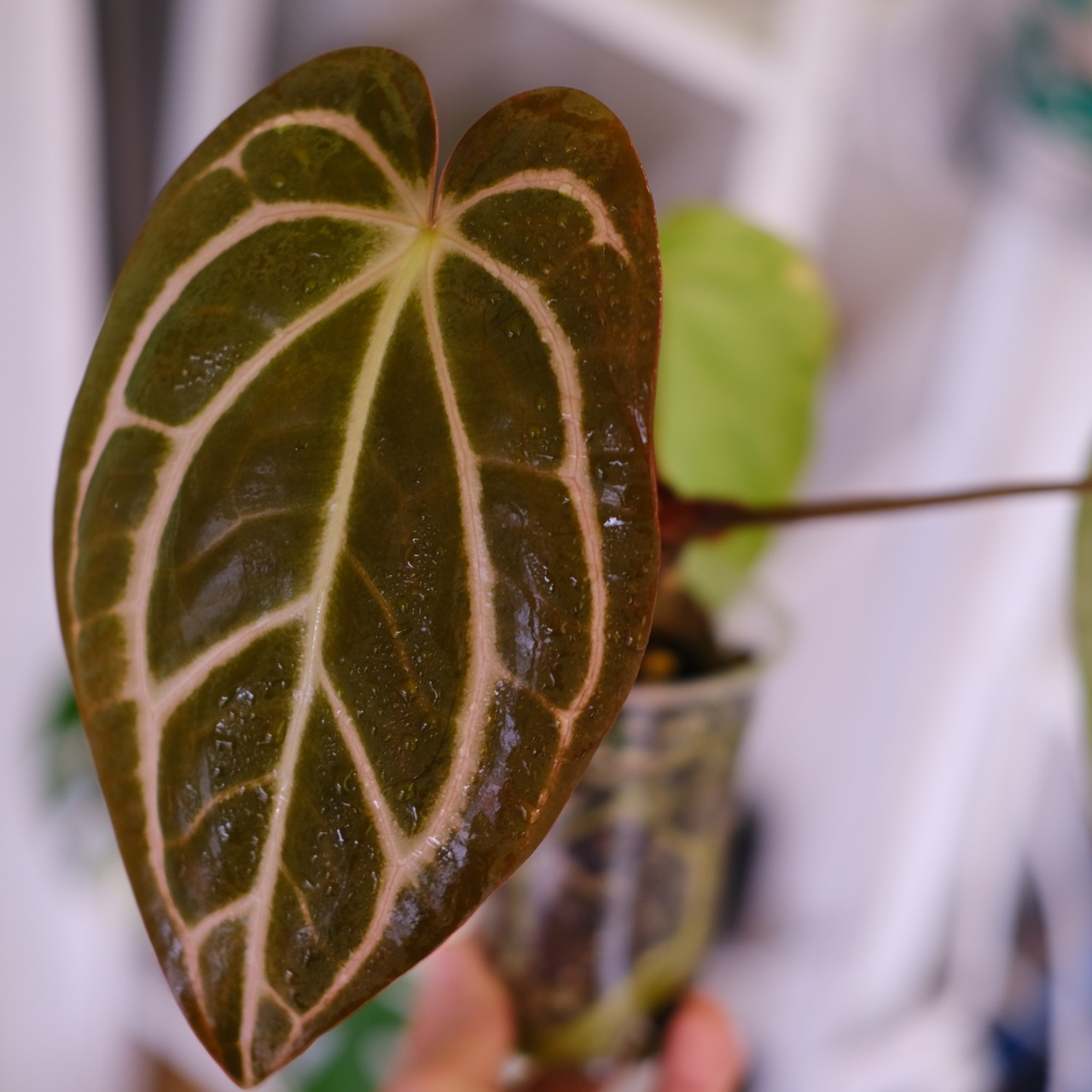 Anthurium Carlablackiae｜アンスリウム カーラブラッキー│観葉植物