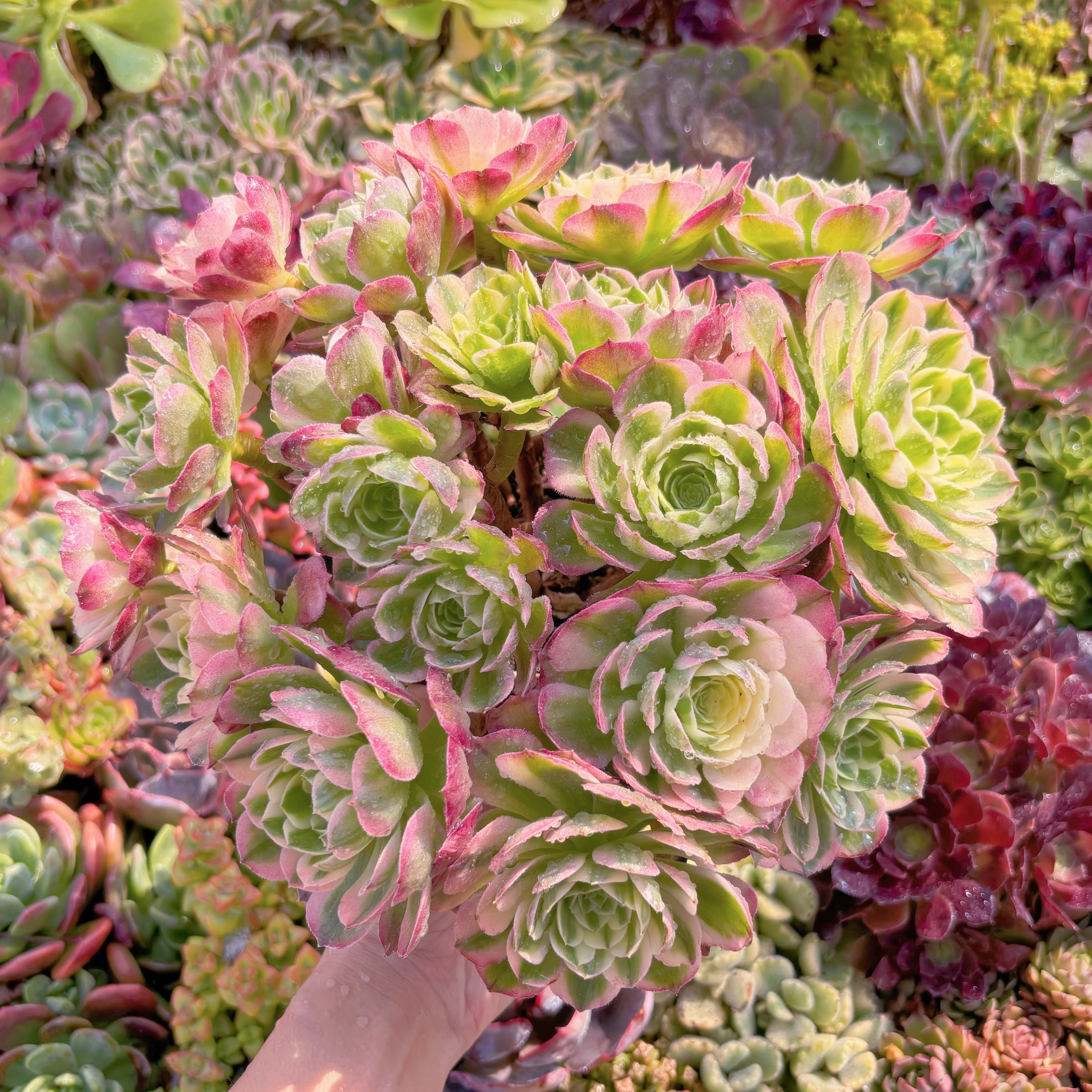 現品　海王#B46　特大群生　新入荷　るる農園