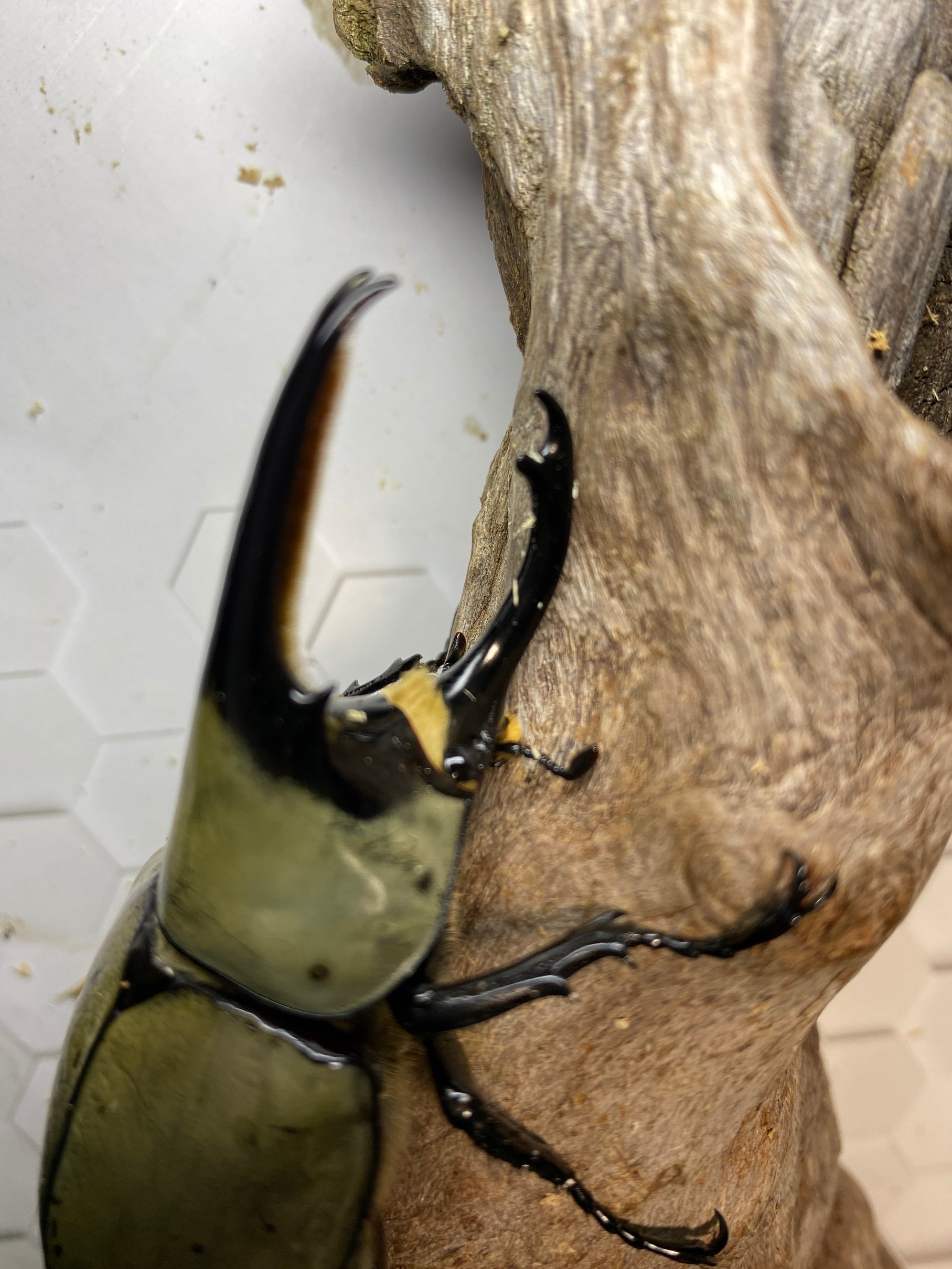 大人気‼️グラントシロカブト♂71㎜ 郵送しません。 大人気‼️グラントシロカブト♂71㎜ 郵送しません。