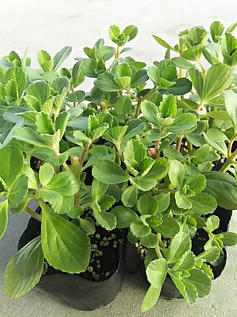 マンジェリコン苗（ポルトジンユ）｜ 3.5号苗 5個セット | メディカル