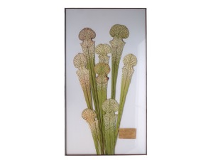 [食虫植物] サラセニア フラバレッドのガラス標本 no.3