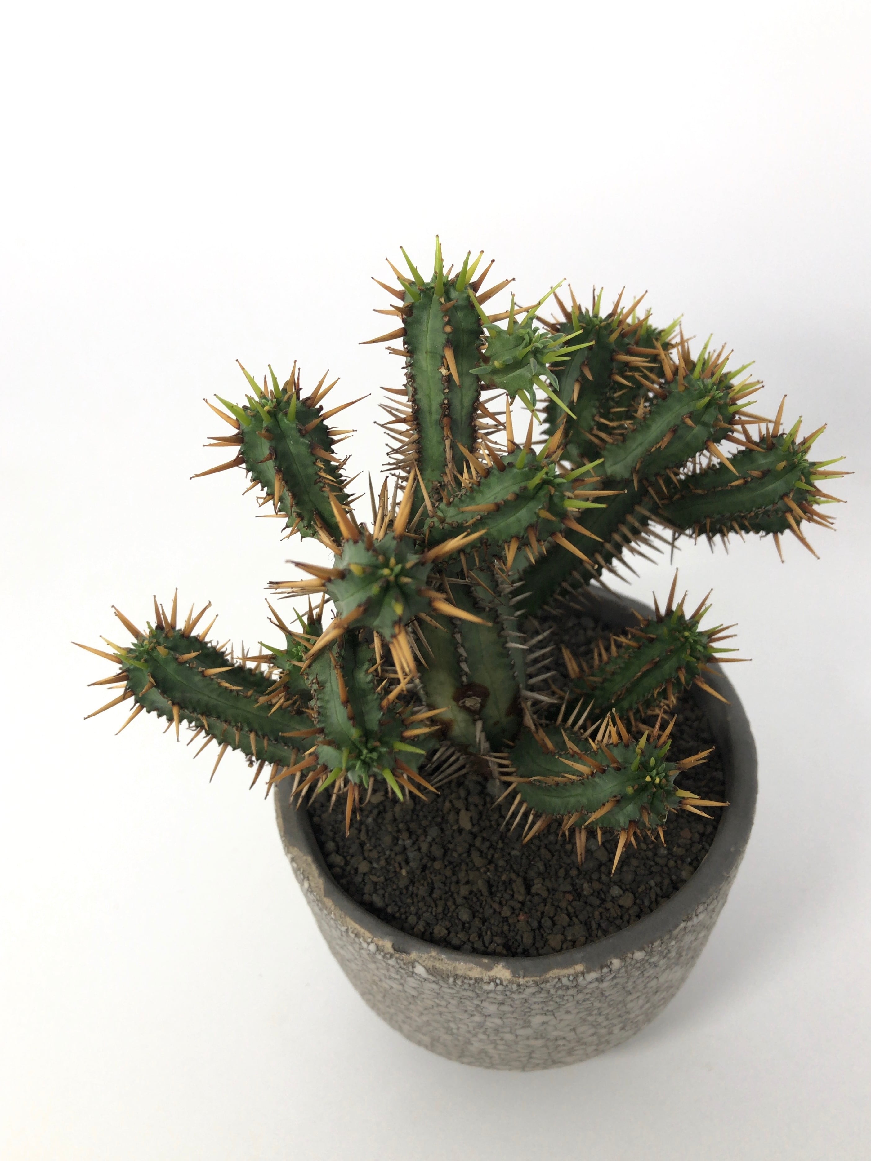 ユーフォルビア・紅彩閣 | trigger