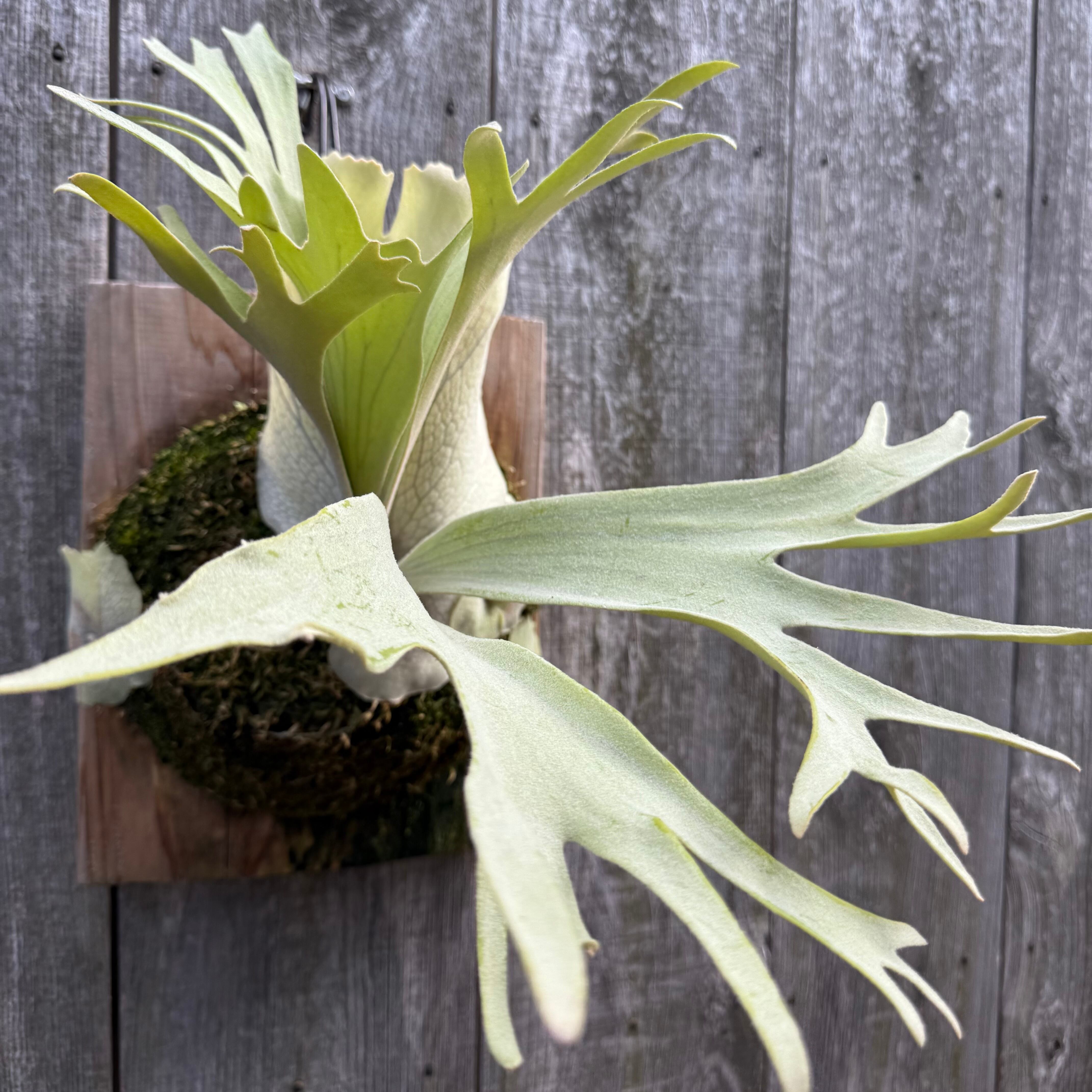 ビカクシダ P. White Vodka #1 (pup) P. White Vodka #1 (pup) #ビカクシダ専門店#platycerium#naturefix