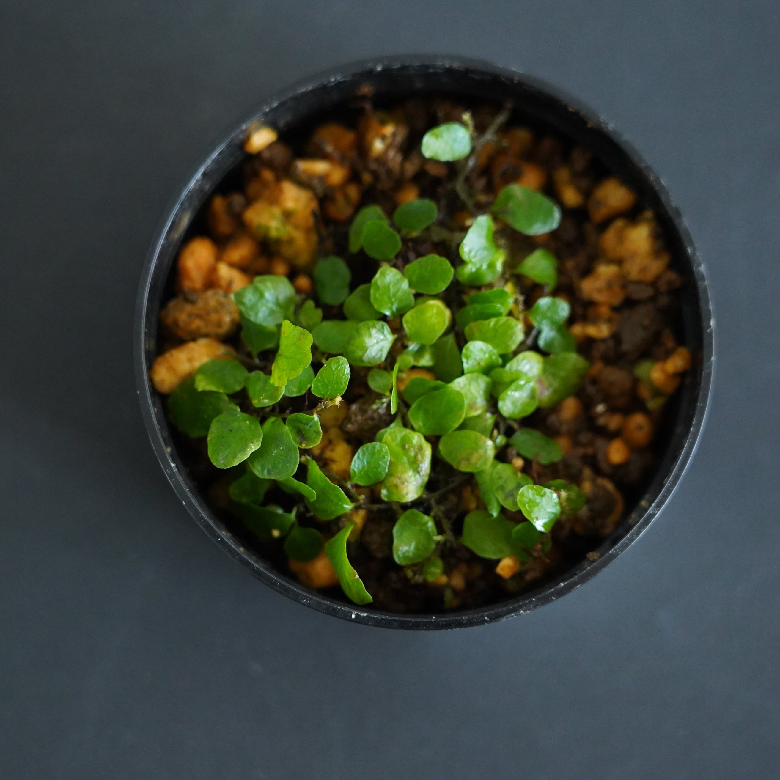ミクログランマ ヘテロフィラ Microgramma heterophylla |苔テラリウム作製用素材◆クライマープランツ◆SFポット