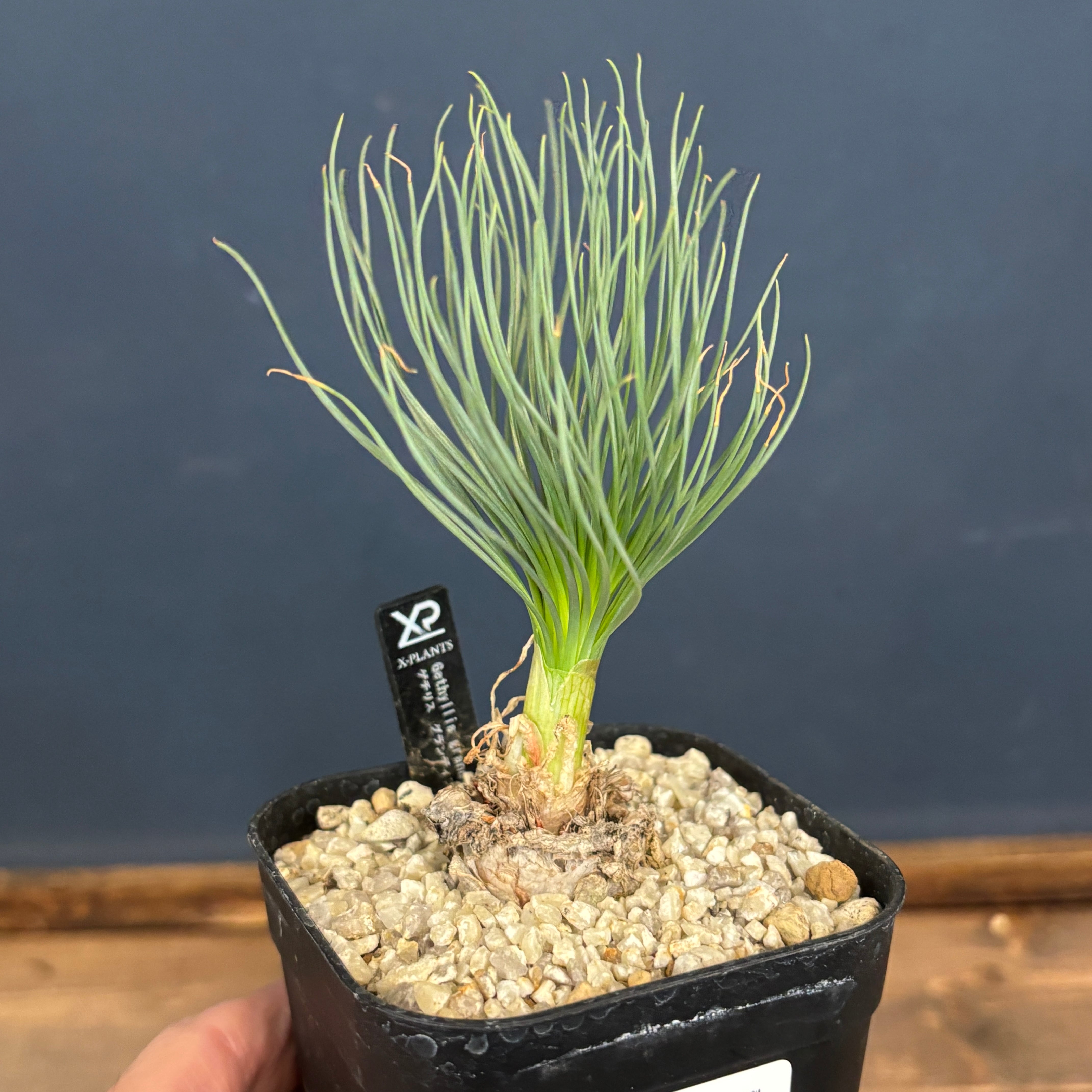 ゲチリス グランディフローラ【733】 | PROTOLEAF プロトリーフ