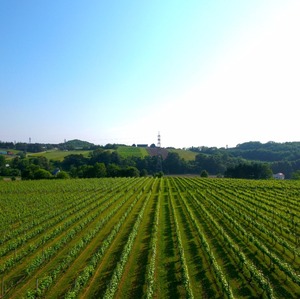 YAMAZAKI WINERY ZWEIGELT 2024