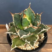 委）アガベ　チタノタ　狂刺夕映【102】