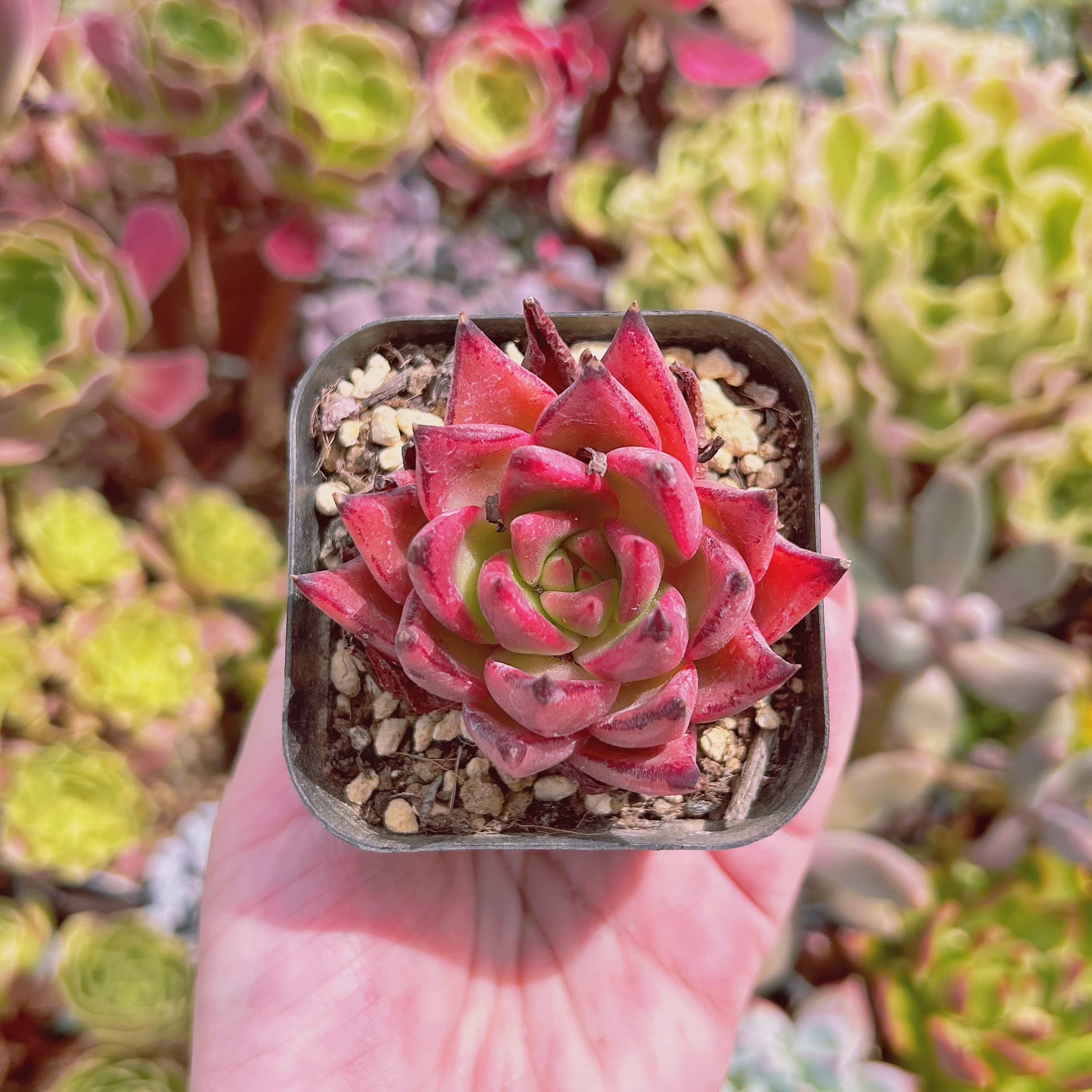 現物　多肉植物　ピンクブロッサム　抜き苗