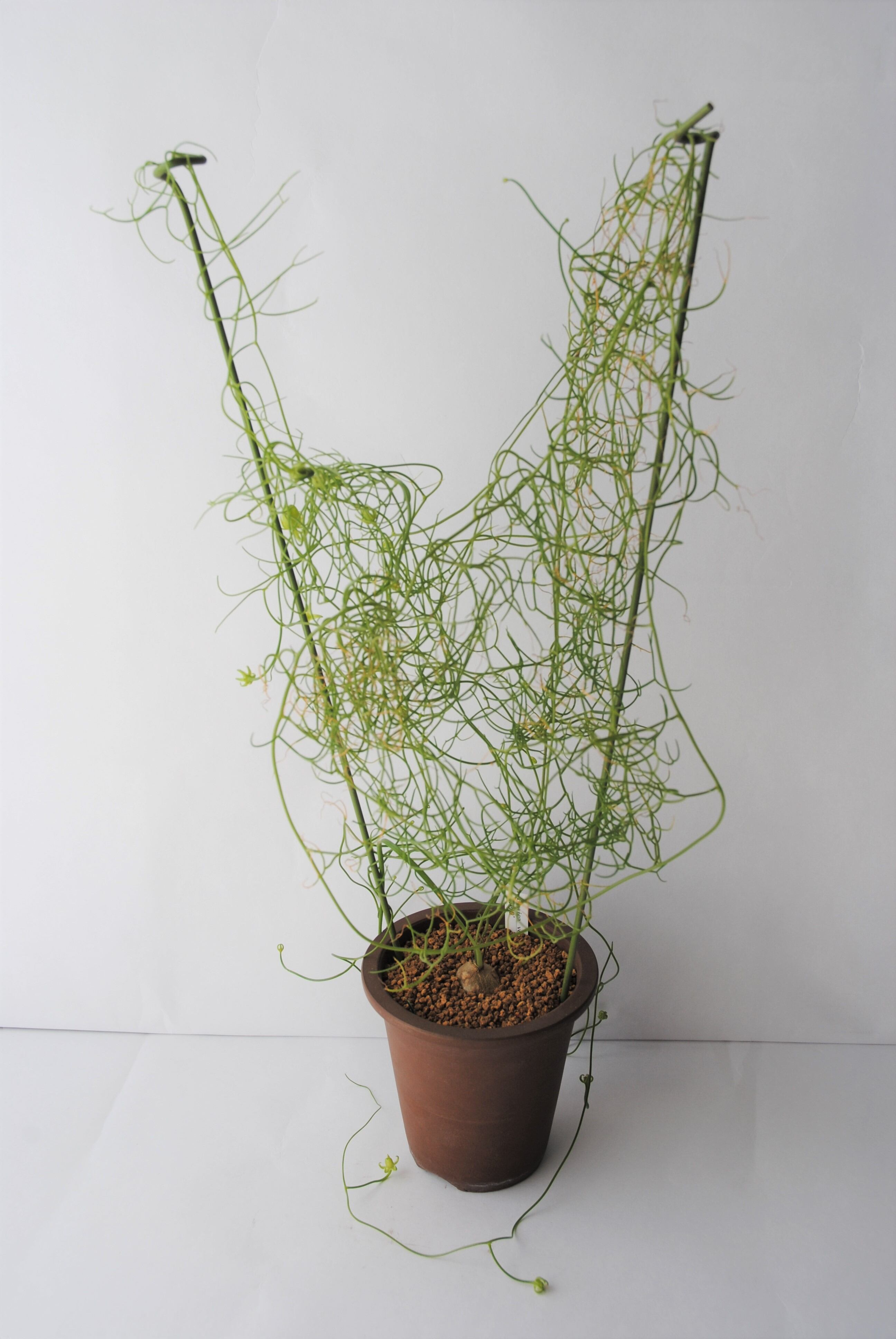 Bowiea volubilis 蒼角殿 | plants MARU