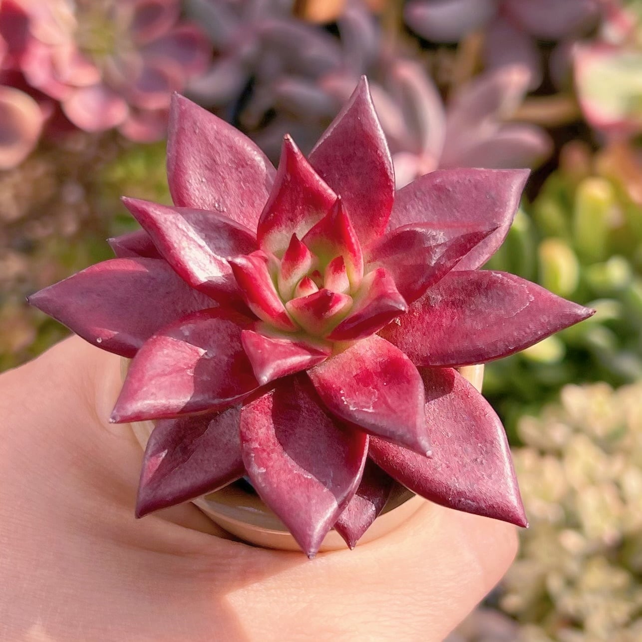 多肉植物　ロメオルビン(小)　新入荷　るる農園