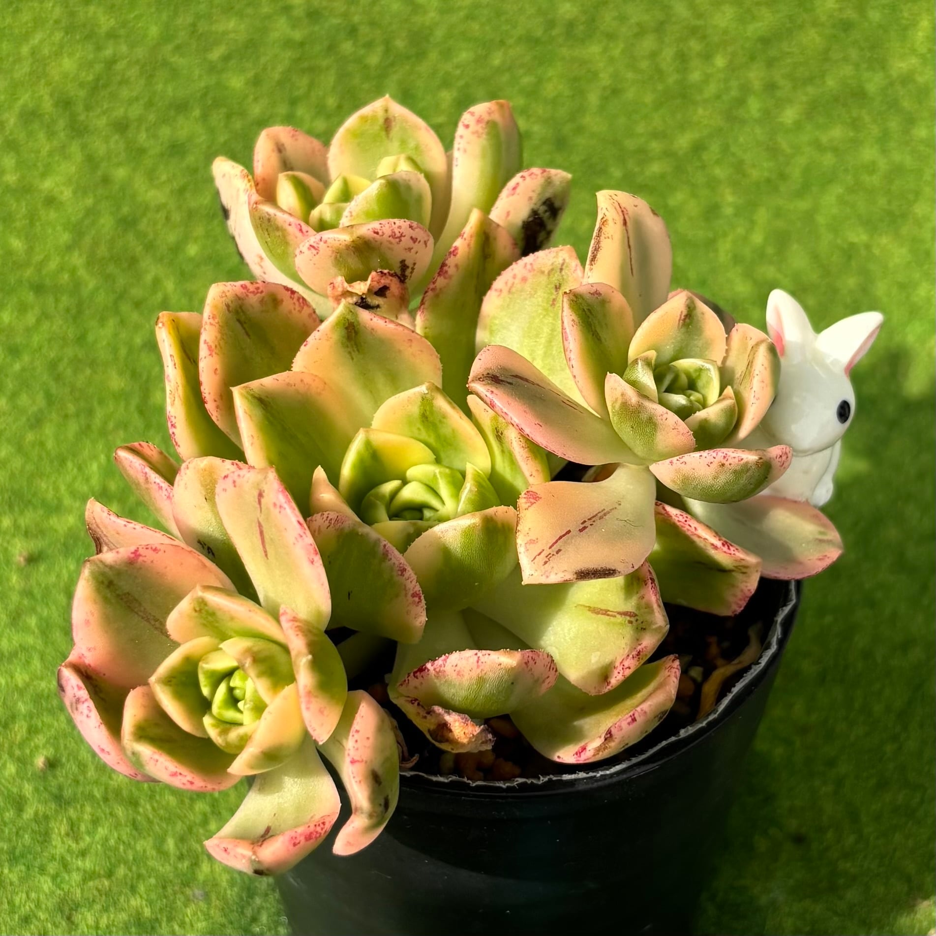 ピンクルルビー錦 | 多肉植物 豆彦商店