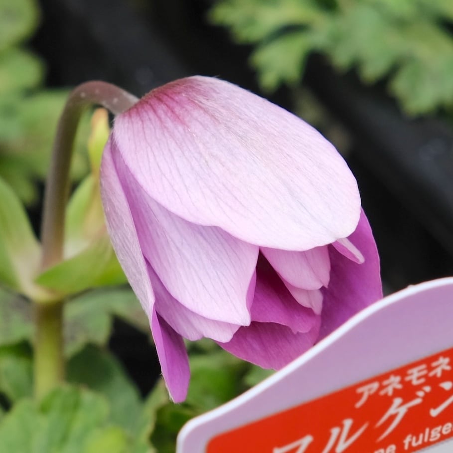 アネモネ 《 フルゲンス 》【見計らい 3苗セット】 （植えっぱなし球根