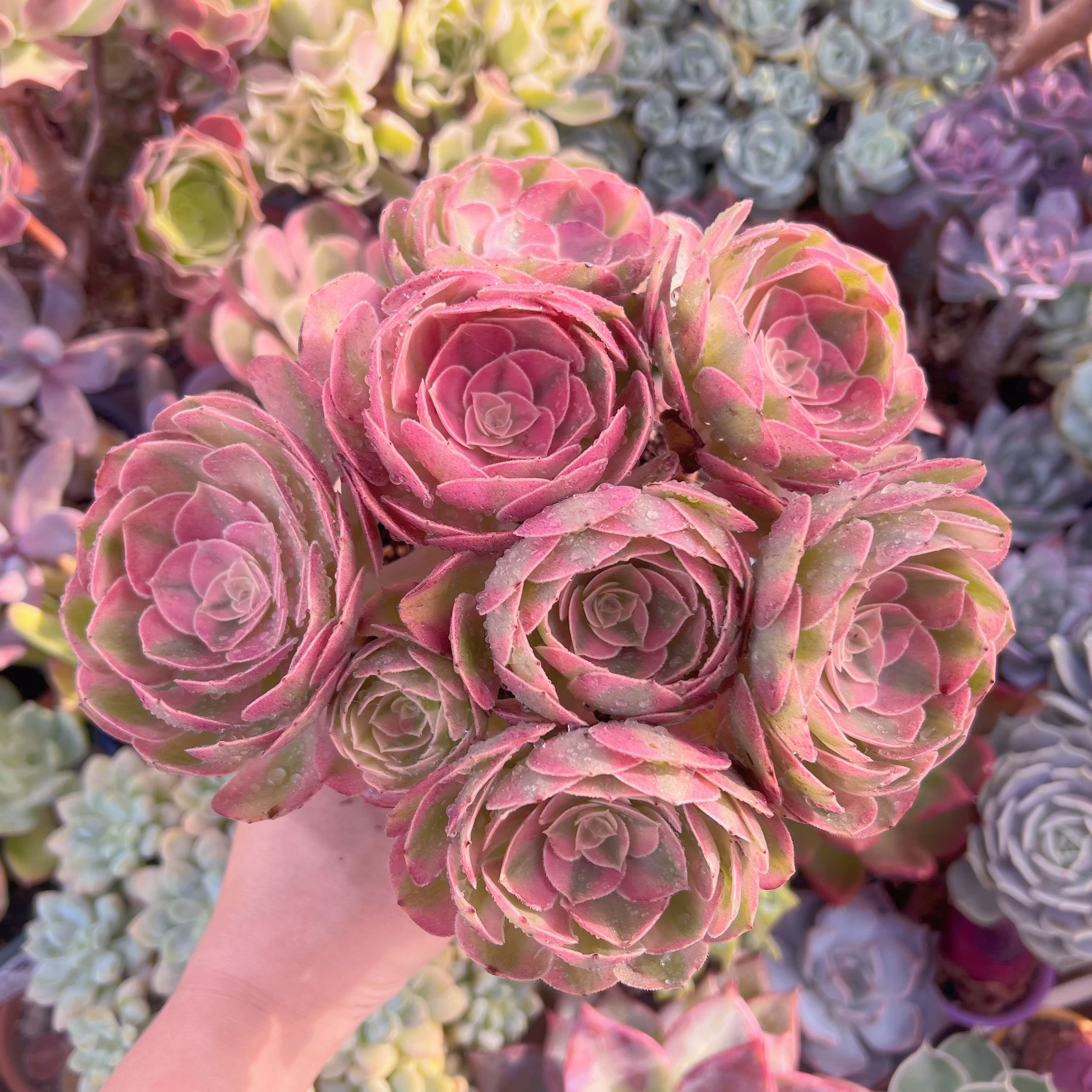 多肉植物　ハロウィン白錦　特大群生　新入荷