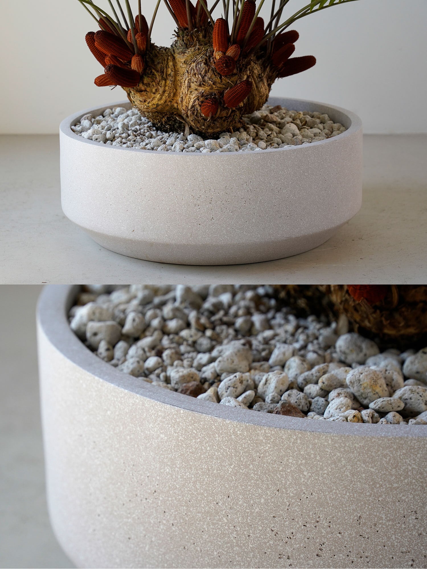 ザミア フロリダーナ | AYANAS（アヤナス）｜観葉植物のセレクト