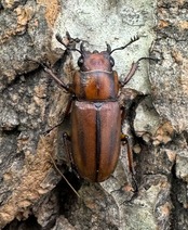 【WD】《ズベールホソアカ イロコスノルテ産 51mm A’品ペア》