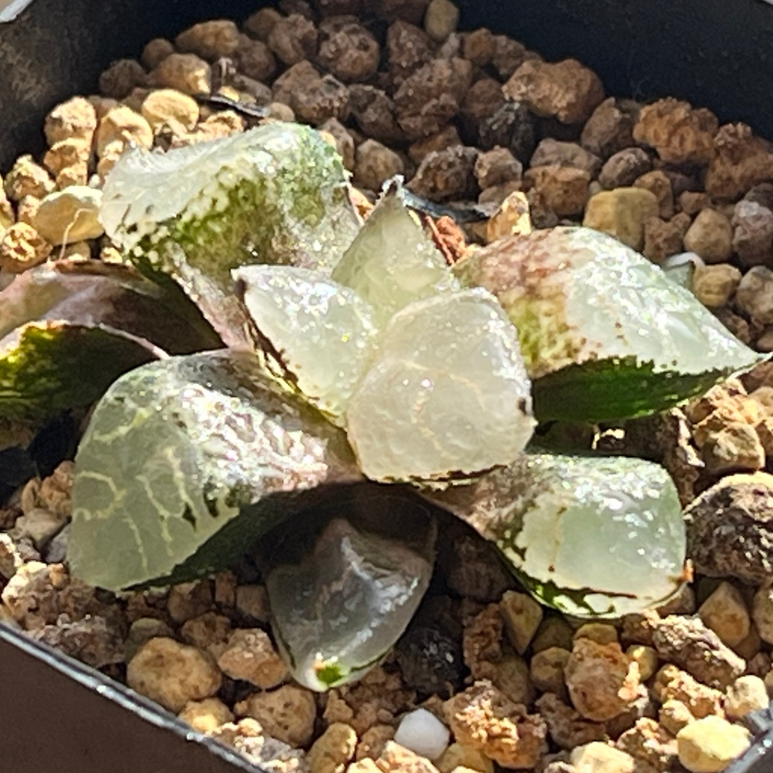 ハオルチア ピグマエアミュータント実生 特異株 | mocono_plants