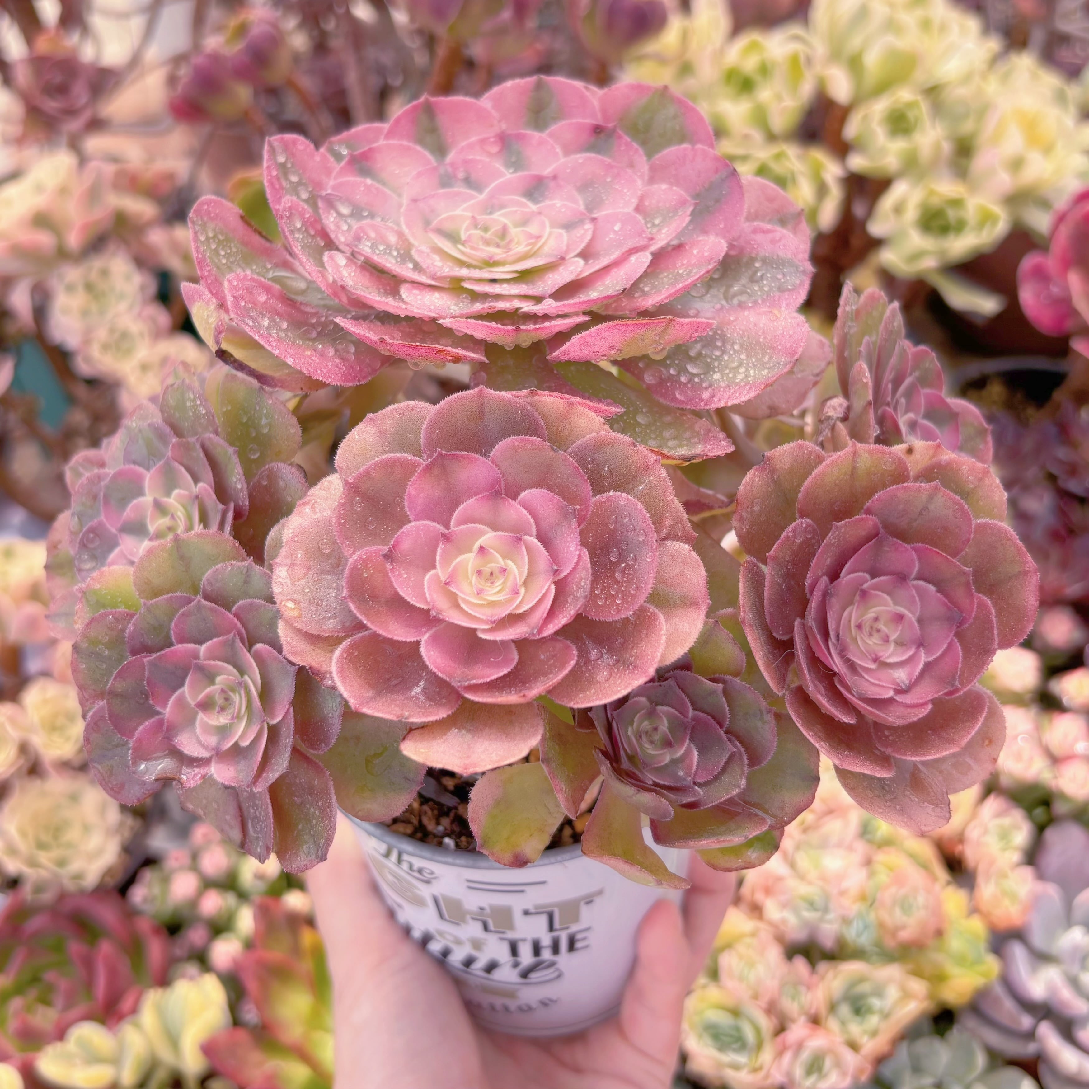 多肉植物 Aeoniumライチ 特大群生 新入荷 るる農園 | るる農園~多肉