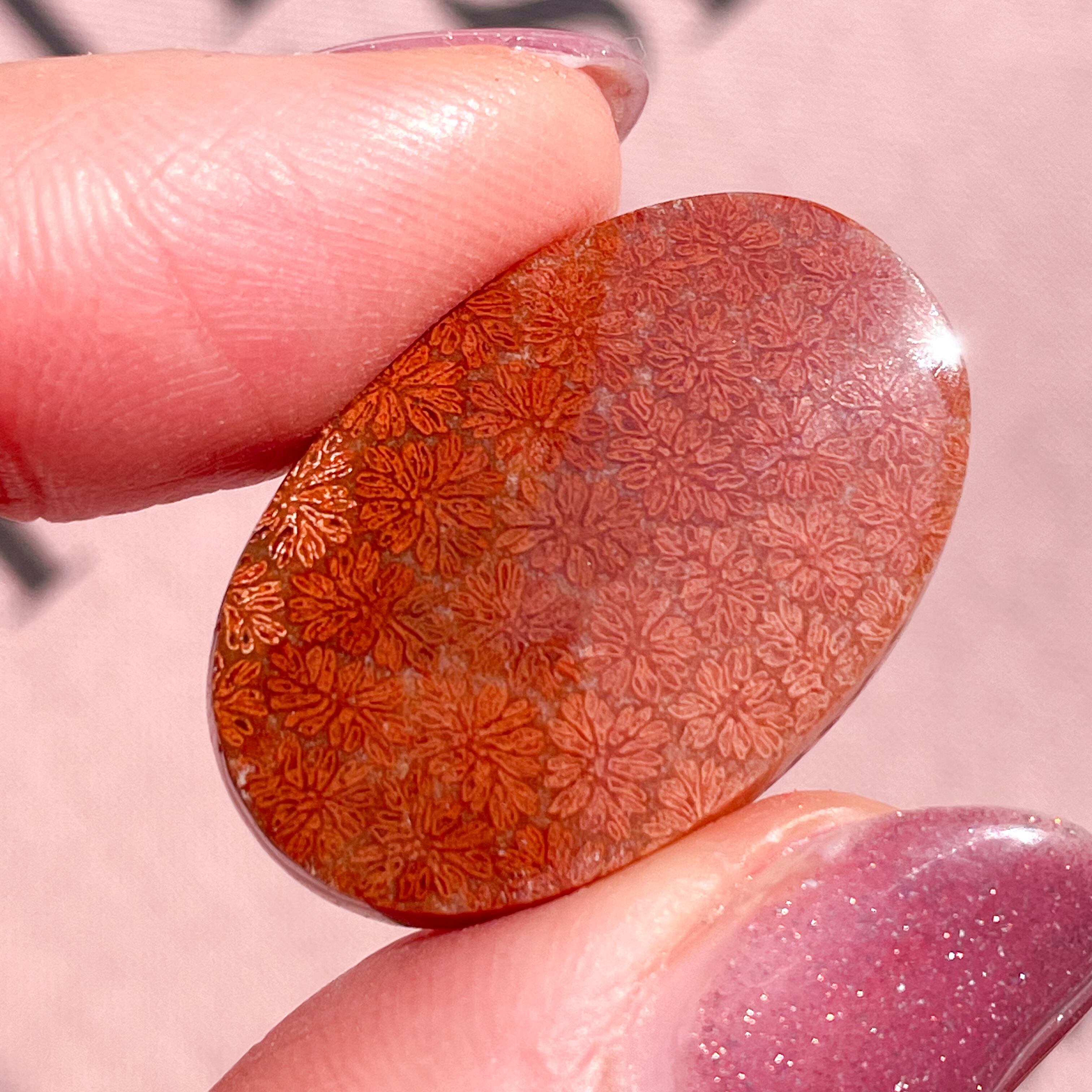 Red Fossile Coral Oval 1 ✧ フォッシルコーラル (化石珊瑚)