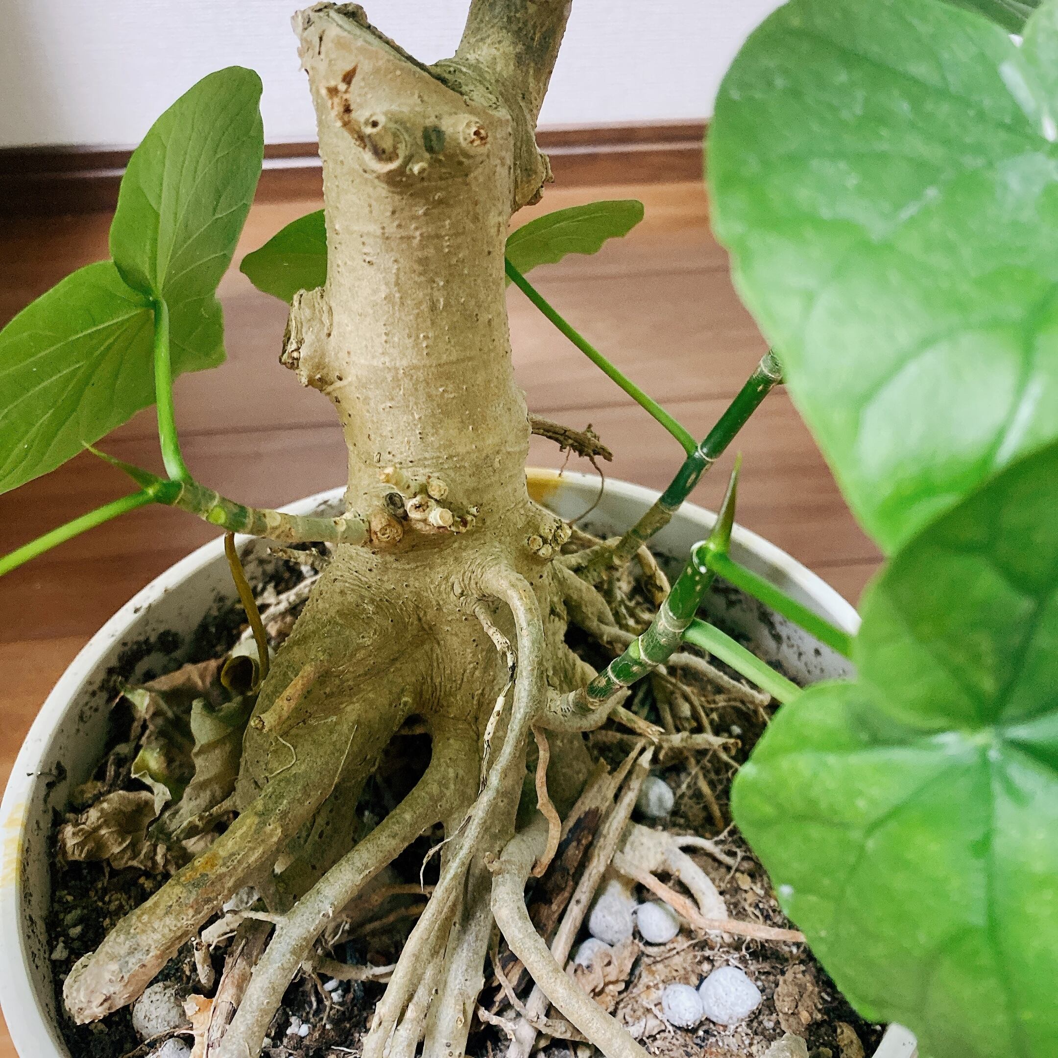 ［現品］フィカス　ウンベラータ　根上り　7号　観葉植物　ゴムノキ　おしゃれ　かわいい　育てやすい　マーブルプラ鉢