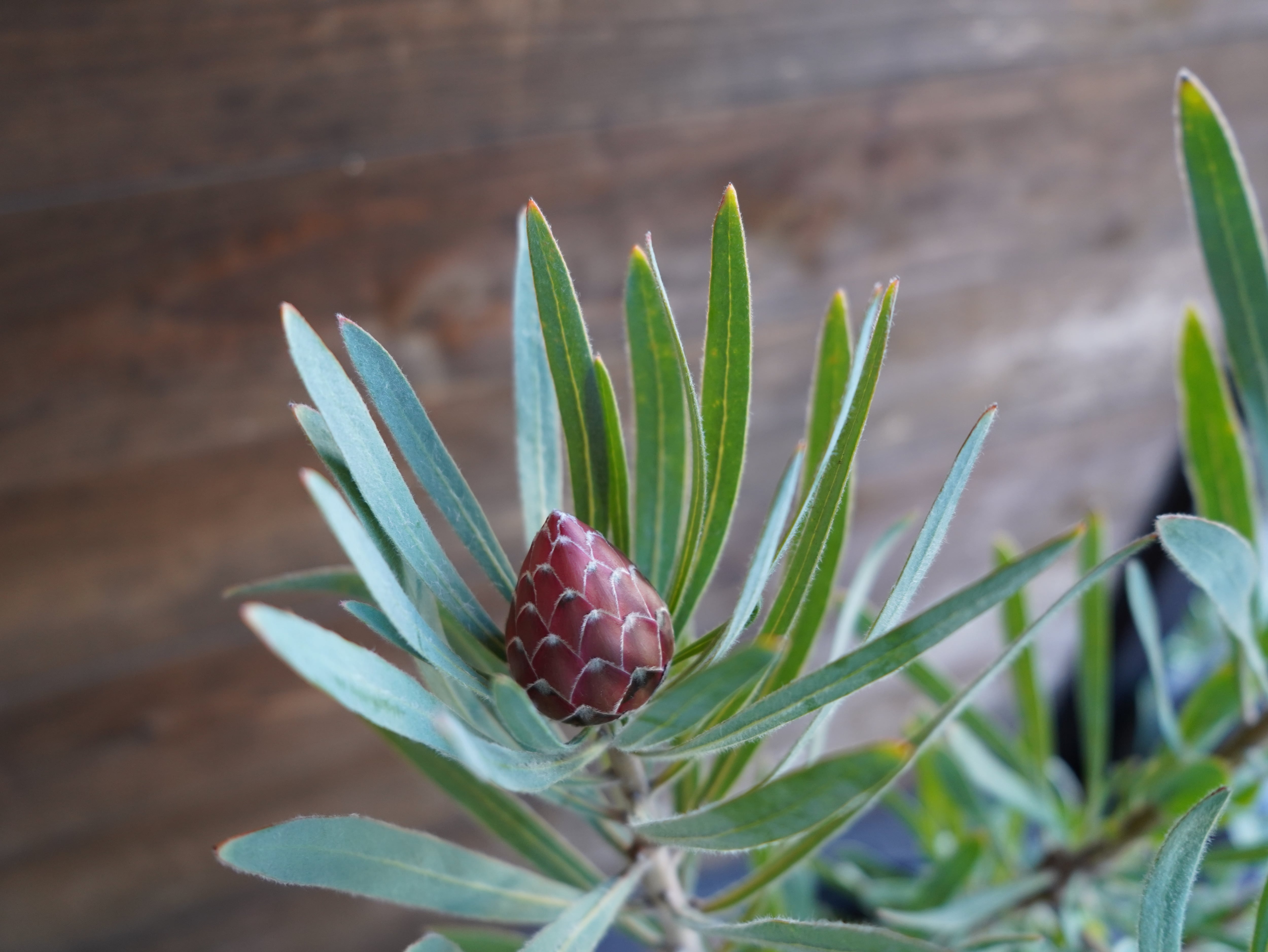 【現物】プロテア ”エクリプス”