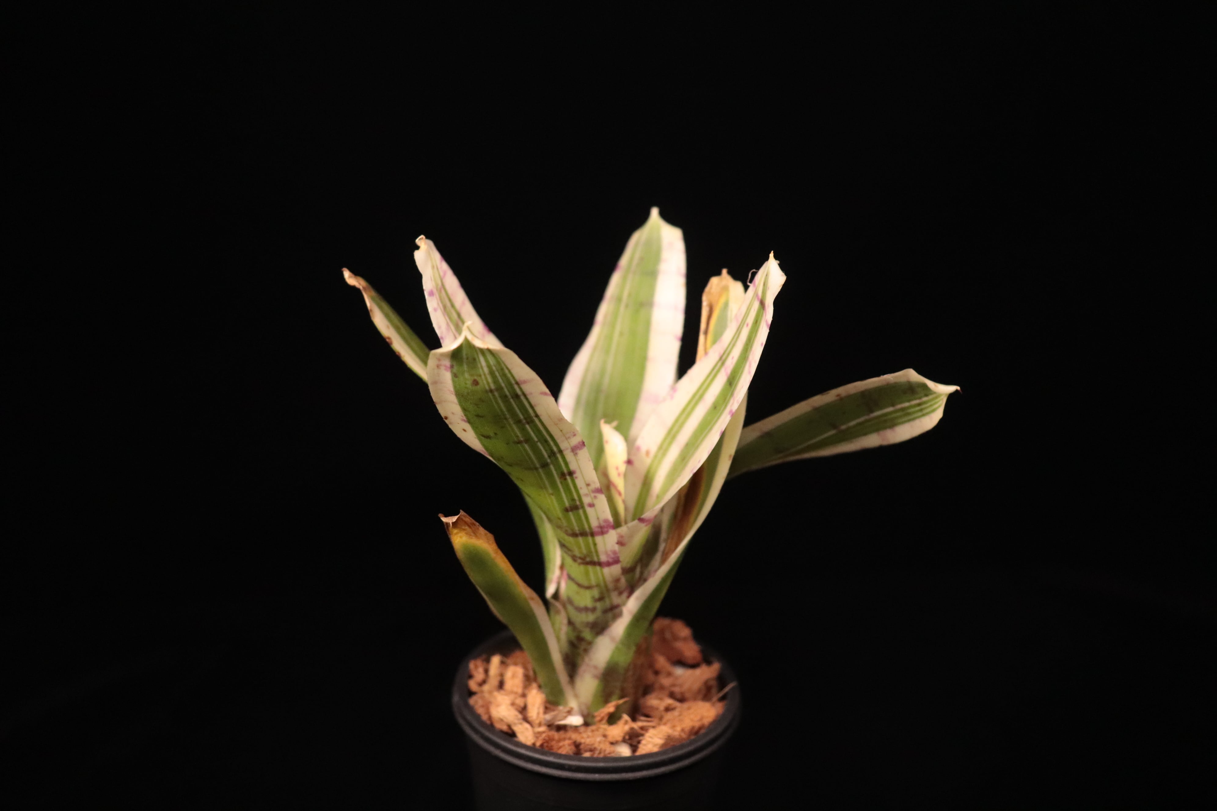 Neoregelia 'Hello kitty'〔ネオレゲリア〕N717 | plane plants