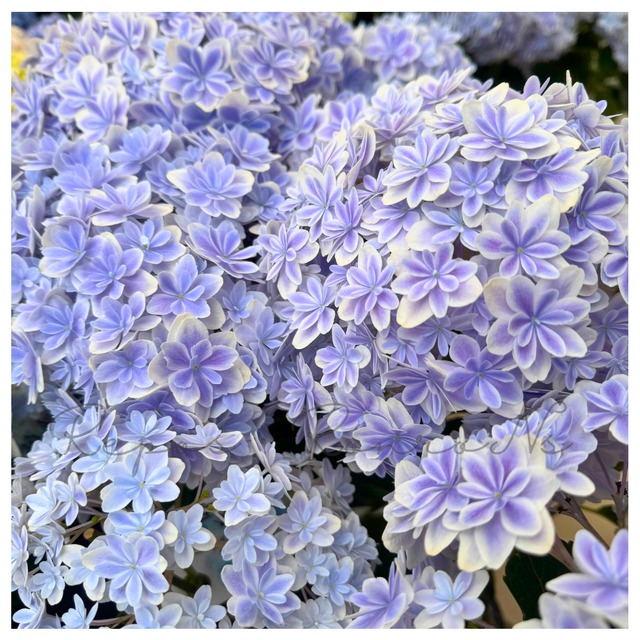 【母の日ギフト】アジサイ：万華鏡　ブルー（5号鉢）八重咲きアジサイ　島根アジサイ研究会　希少　紫陽花　ハイドランジア　母の日　ギフト　鉢花　