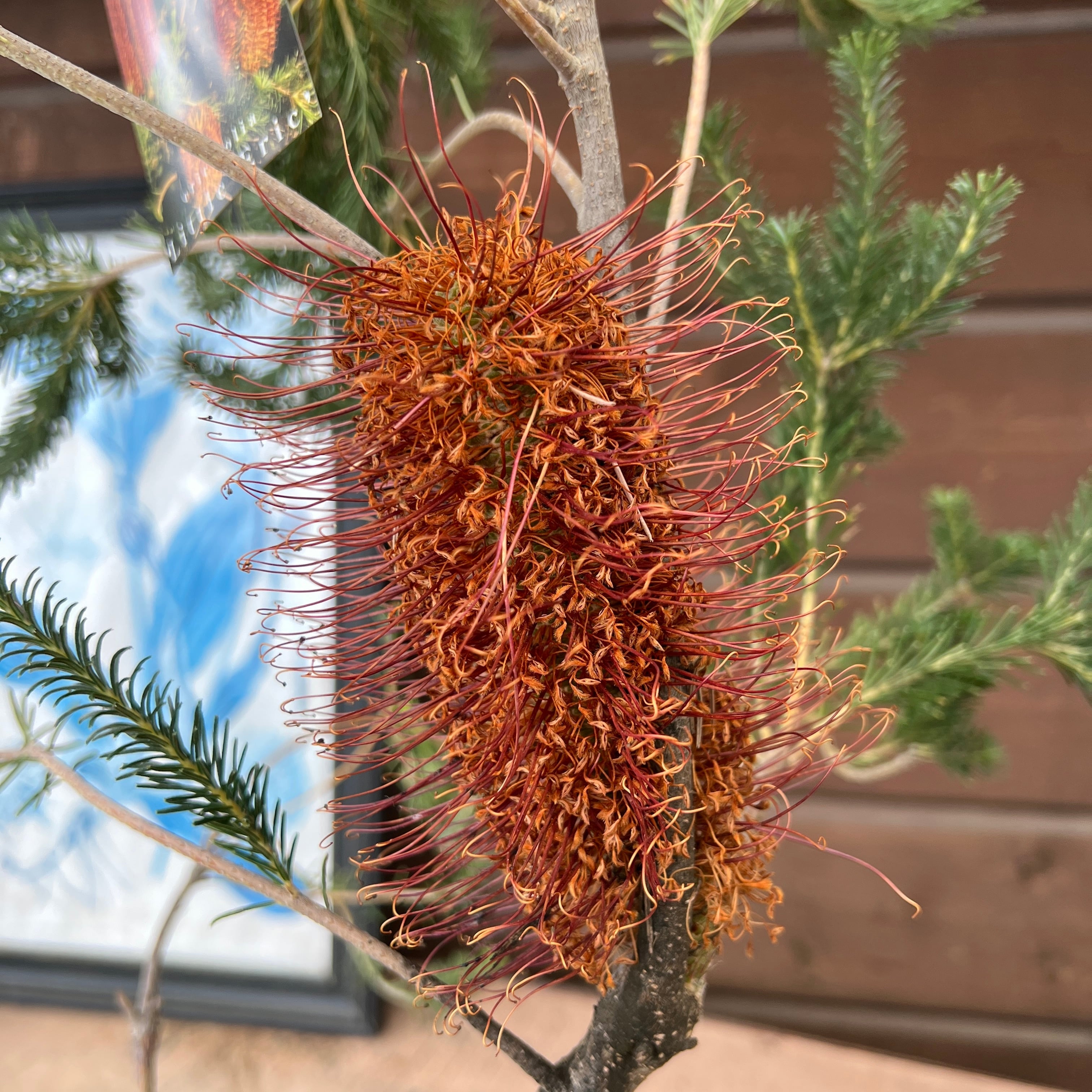 バンクシア リトルエリック | 沼ノ上農園