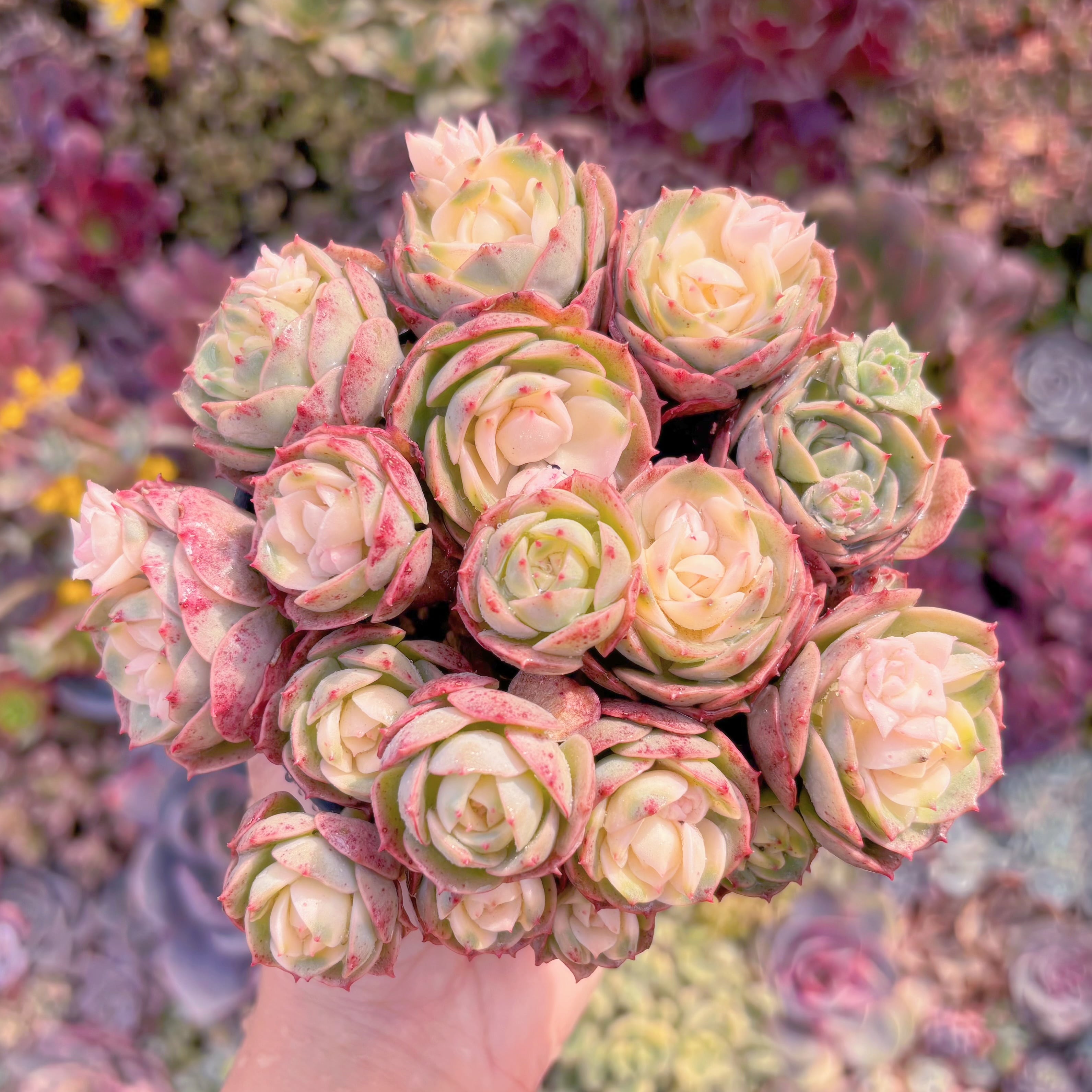 現品　イタリアローズ錦#022　新入荷　るる農園